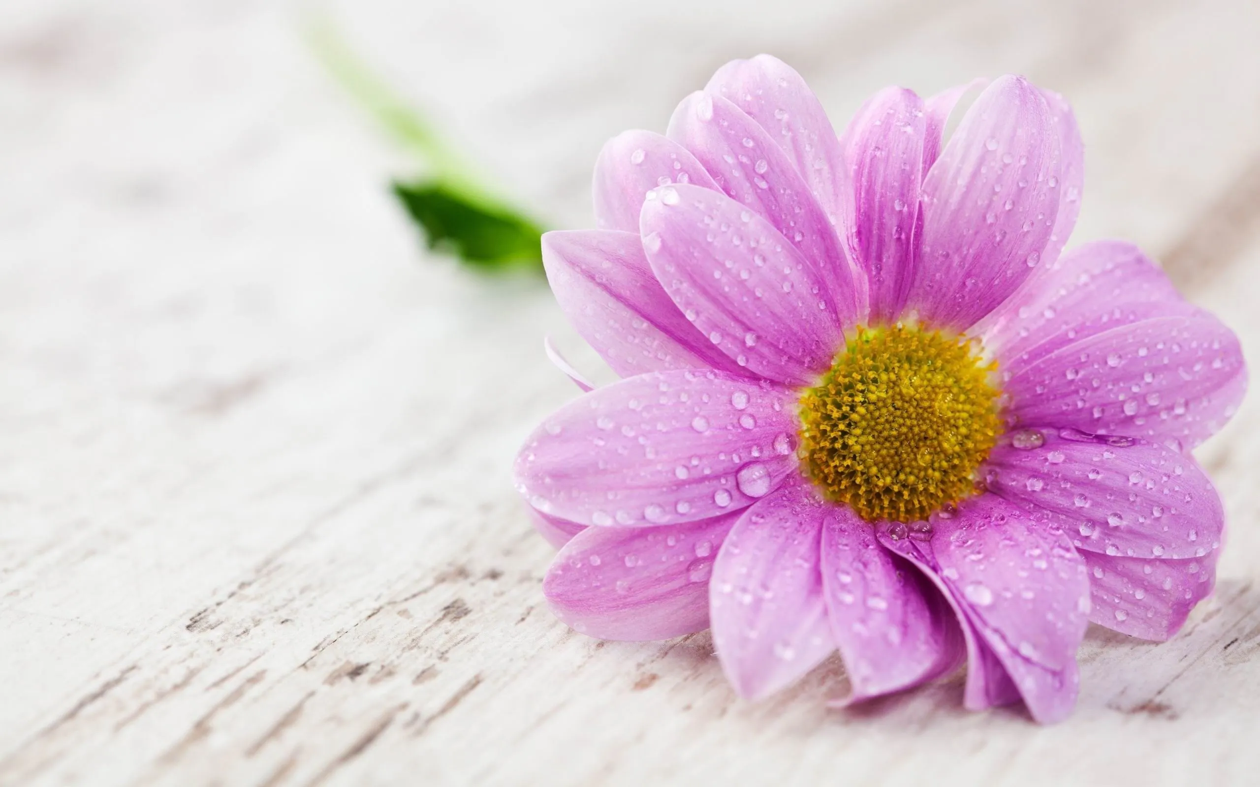 Water Drops On Pink Flower HD Widescreen Wallpaper