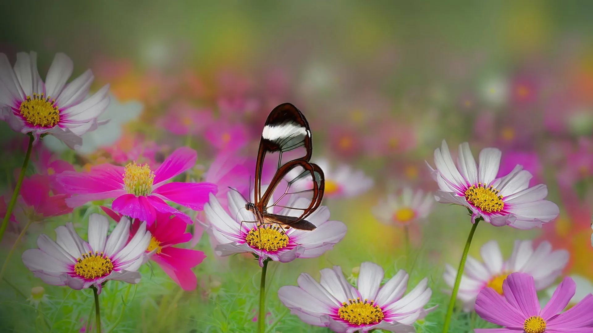 Summer Bloom: Butterfly Grace on Pink and White Flowers HD Wallpaperx1440