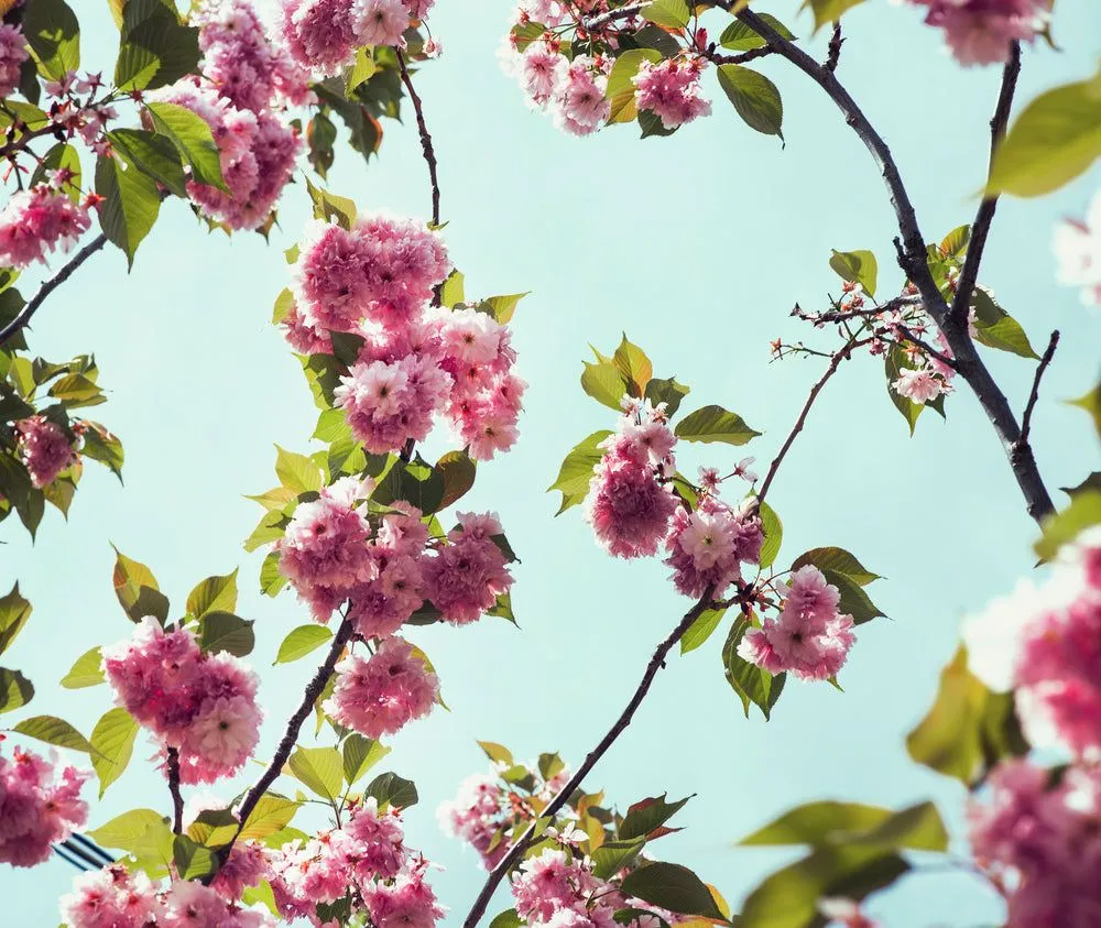 Flower Background Image [HD]- Download Flower Background for Free