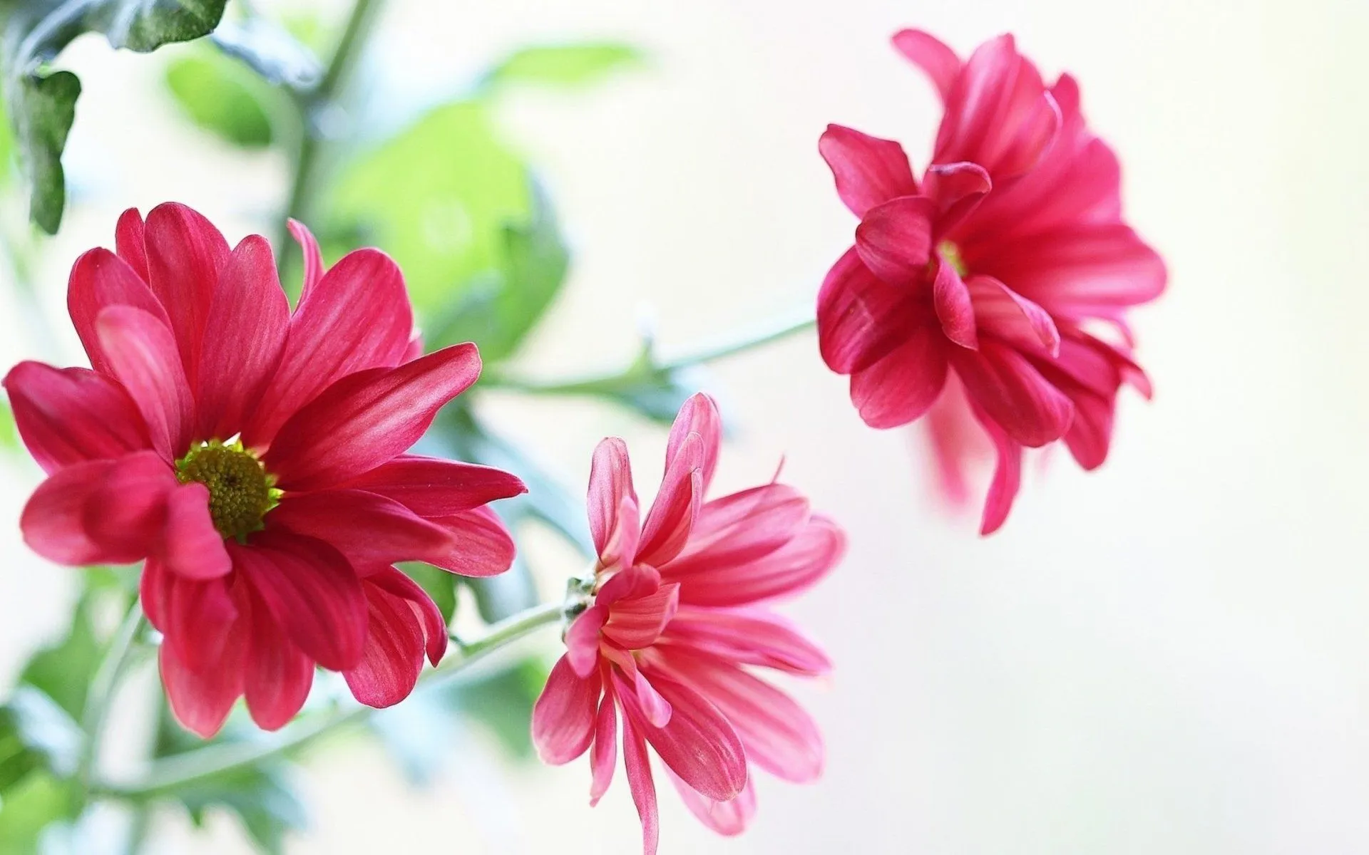 Vibrant Pink Flowers HD Wallpaper: Nature's Beauty Unleashedx1200