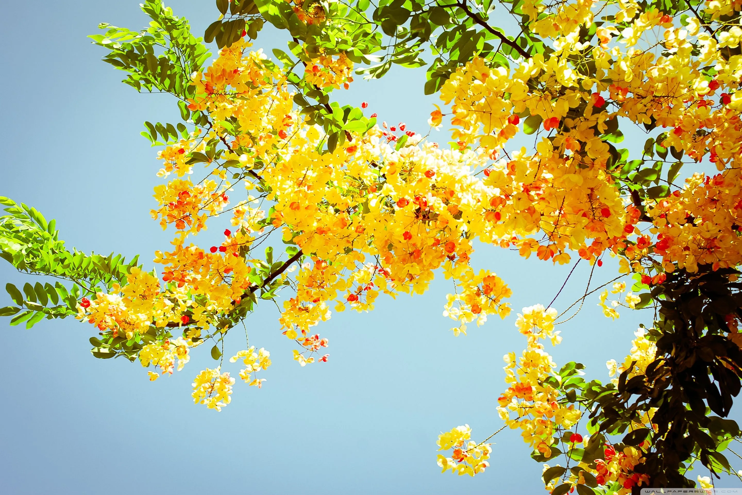 Beautiful Flowers 4K UHD Wallpaper for UltraHD Desktop and TV, Dual Monitor, Smartphone and Tablet Devices
