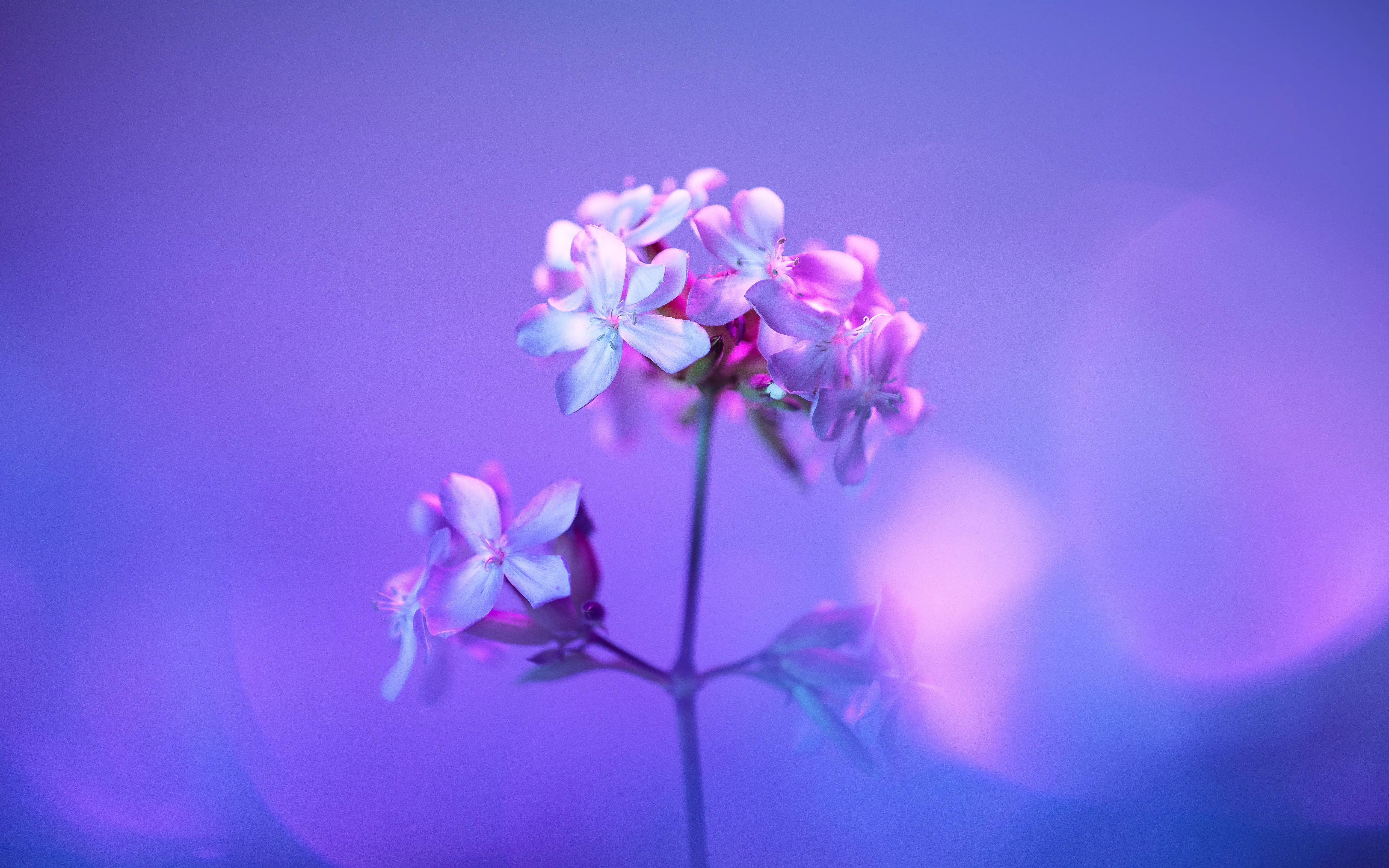 Windows 11 Flower Wallpaper Photo, Download The BEST Free Windows 11 Flower Wallpaper & HD Image