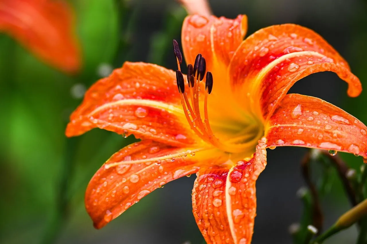 Flower Haven: Explore Beautiful Flowers Image HD Wallpaper & Photo