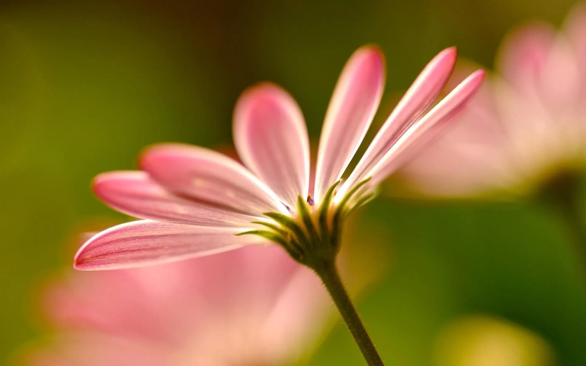 Beautiful Pink Flowers Summer Beautiful Flowers Wallpaper