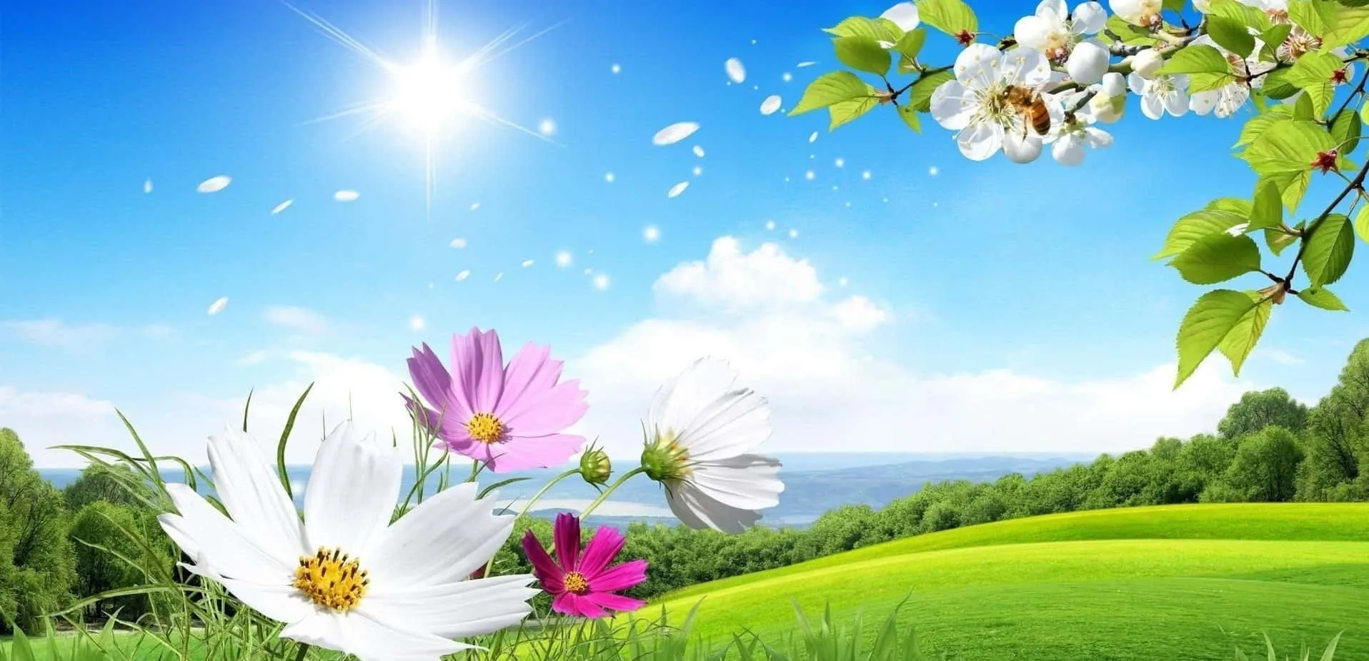 Download Beautiful Scenery Desktop Colorful Flowers Wallpaper