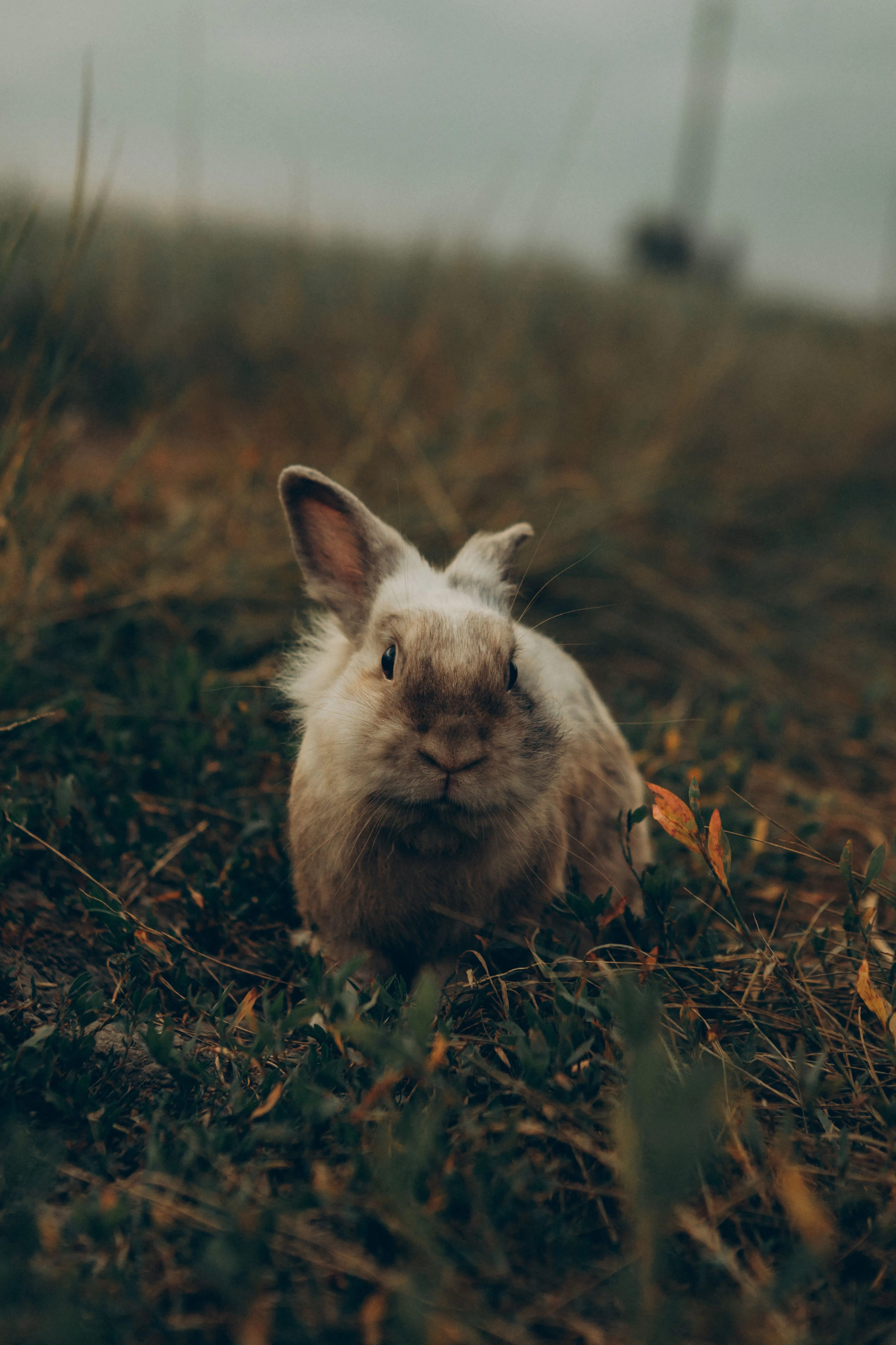 Rabbit Photo, Download The BEST Free Rabbit & HD Image