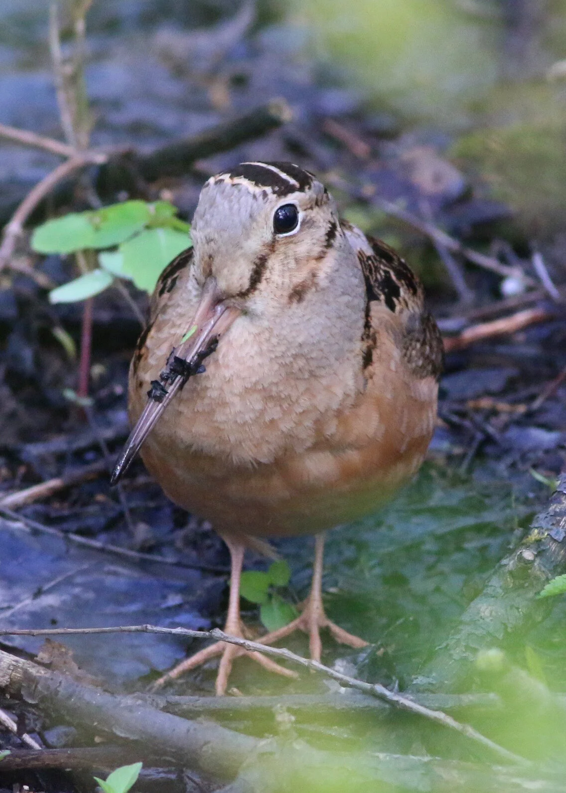 Bird of the Week: American Woodcock