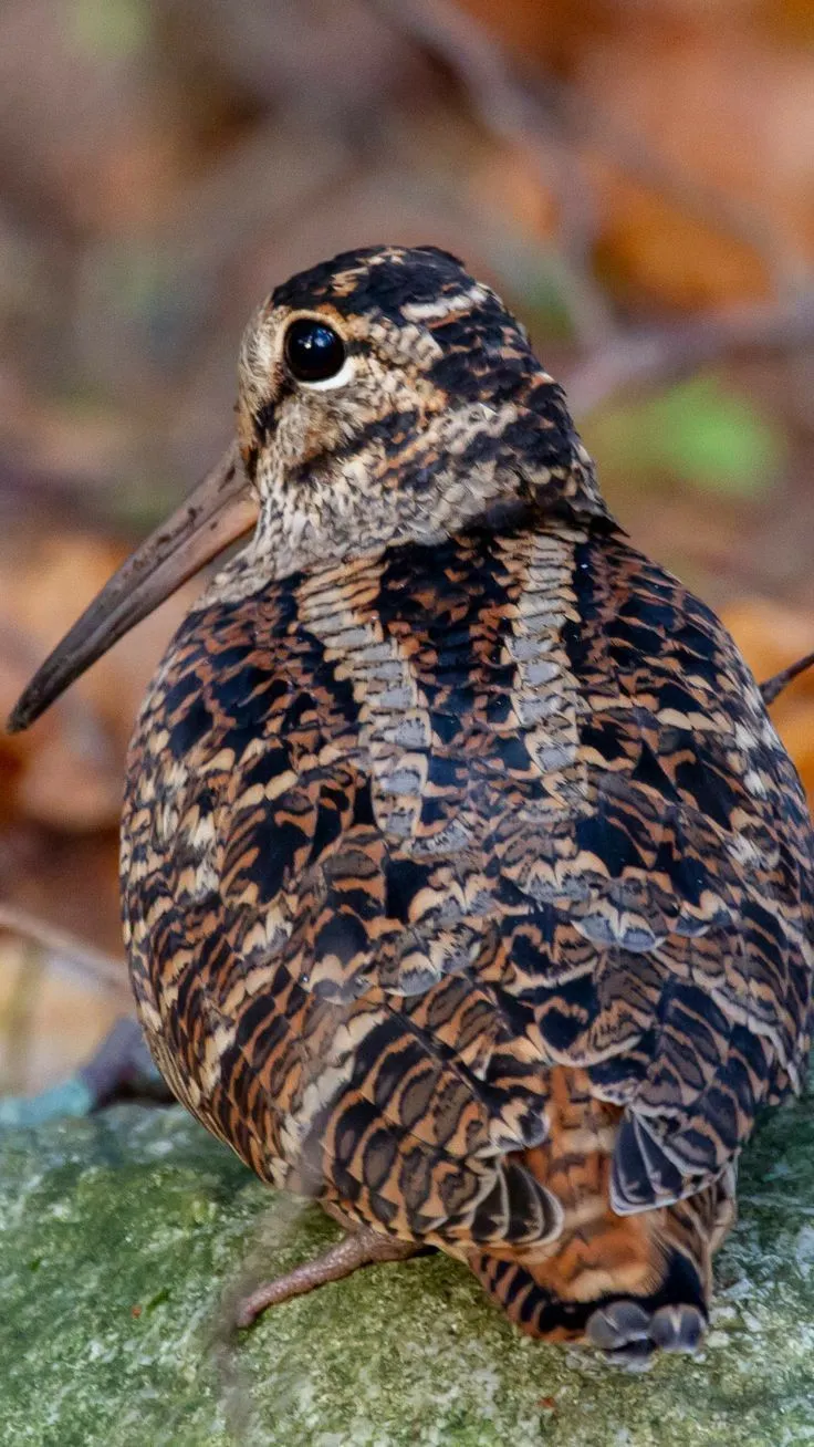American woodcock bird. American woodcock wallpaper, Unique bird, Beautiful birds
