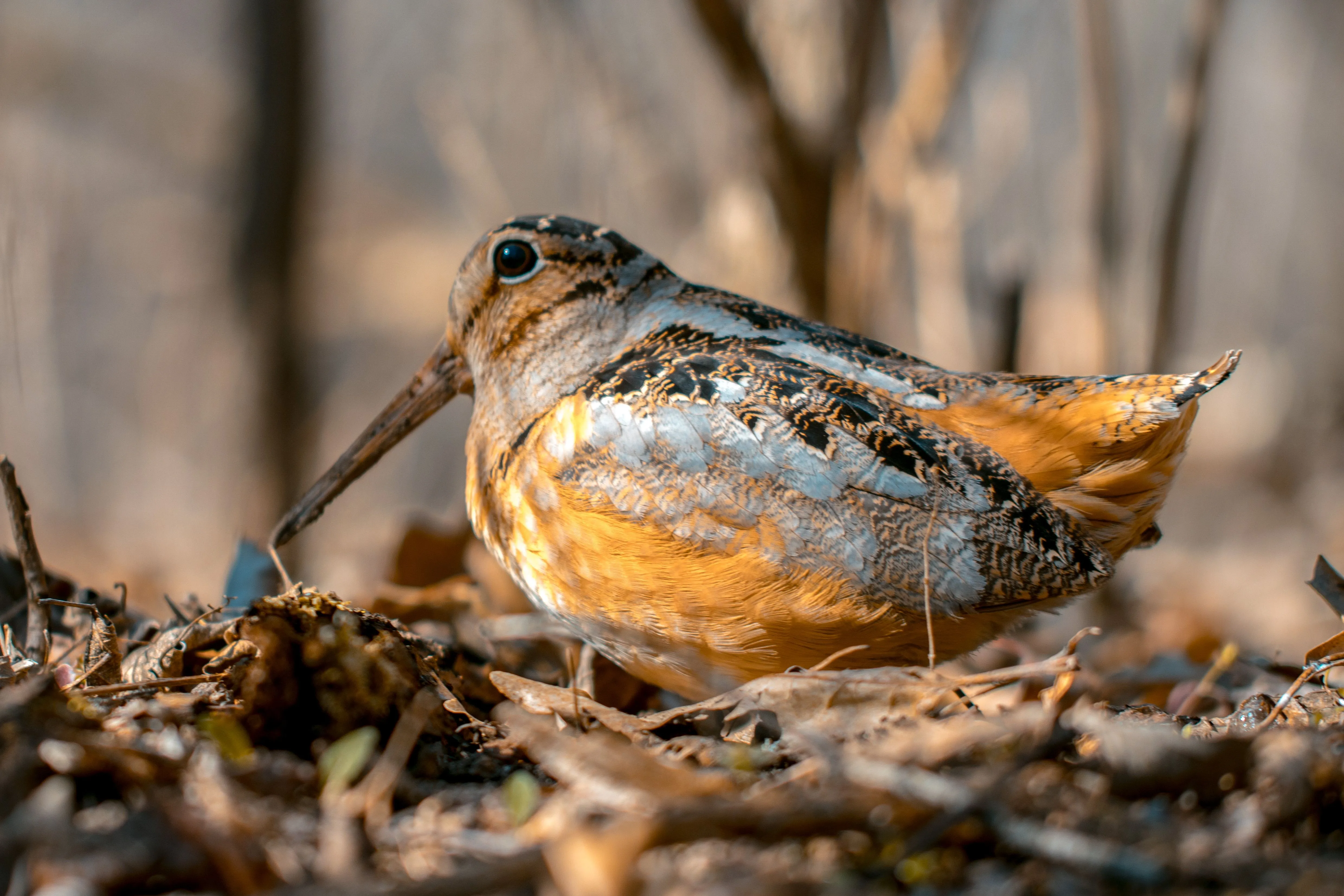 The curious courtship of the American woodcock