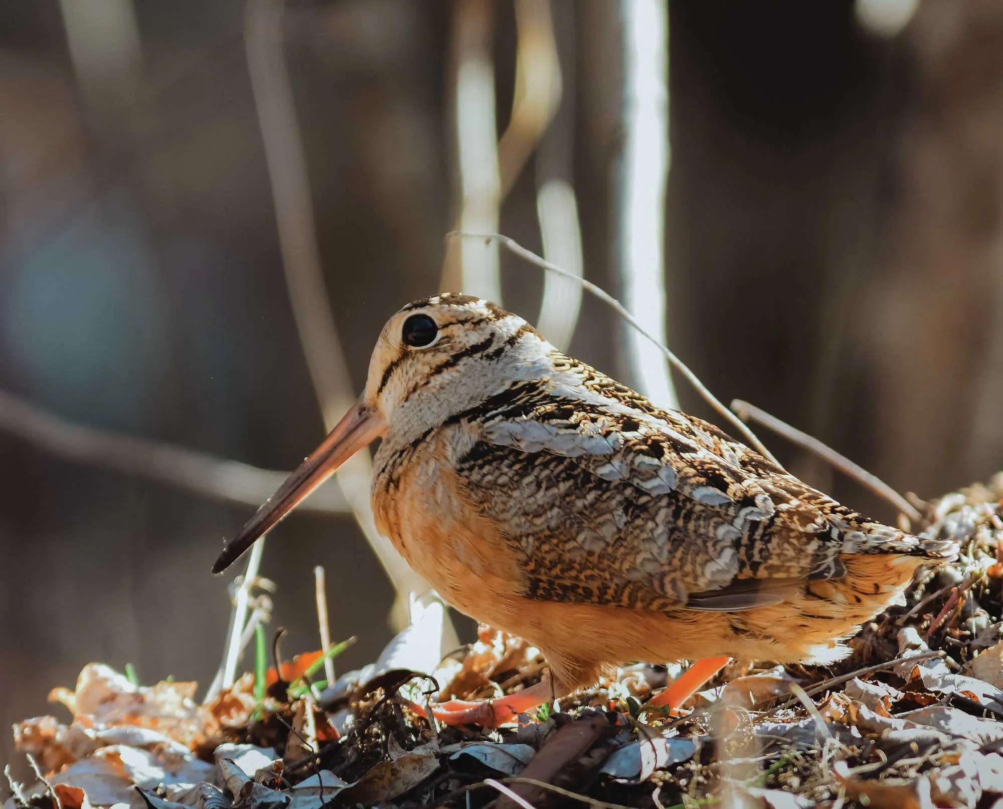 The American Woodcock Profile (Scolopax minor)