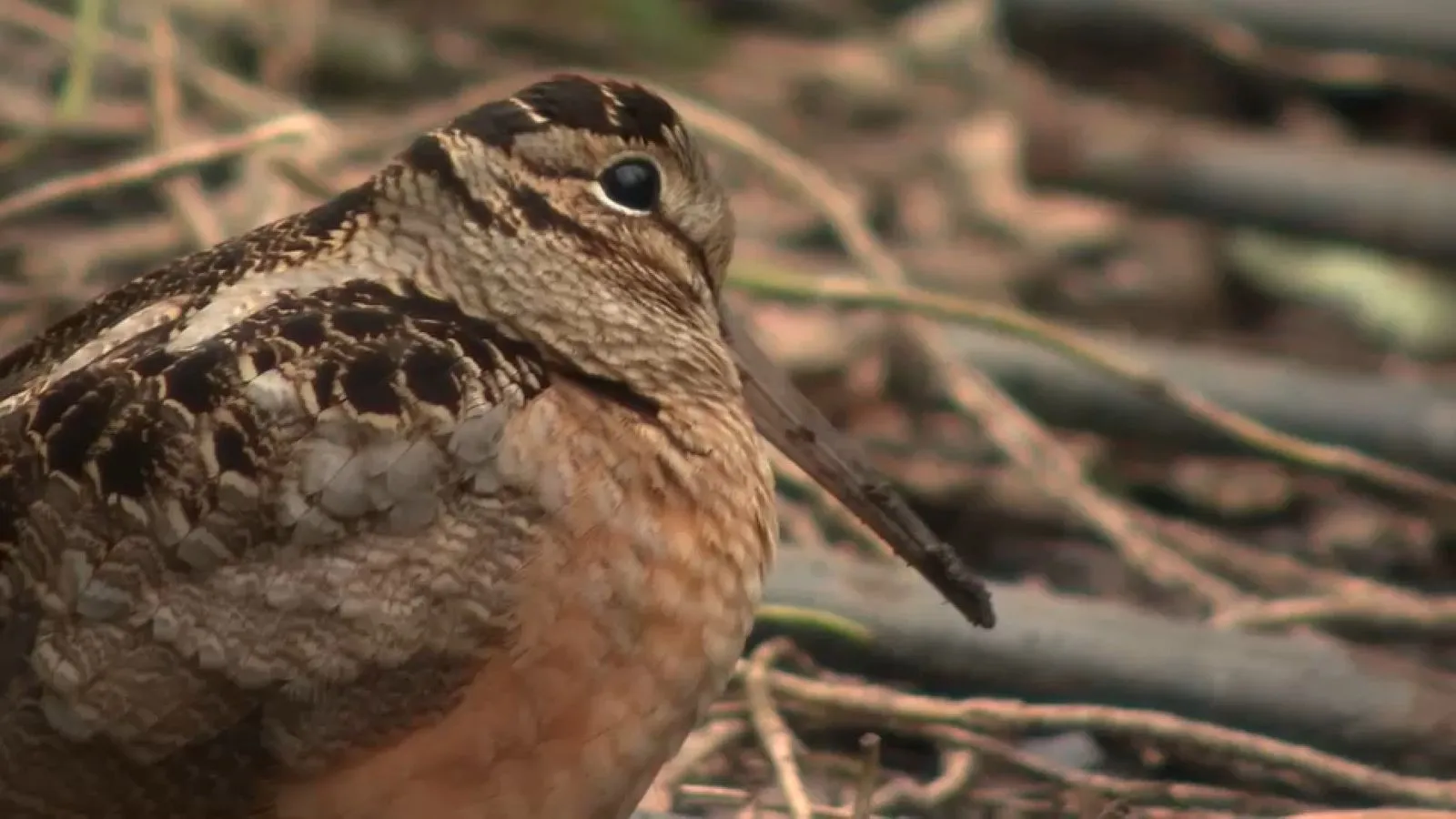 American Woodcock, rare dancing bird, brings New Yorkers together in Bryant Park New York