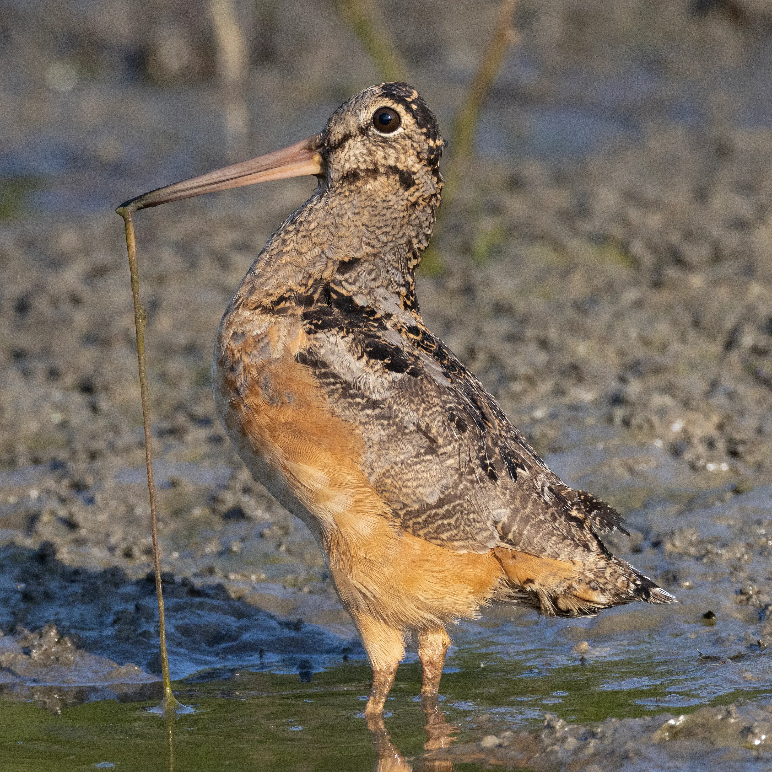 Woodcock birds in Ohio