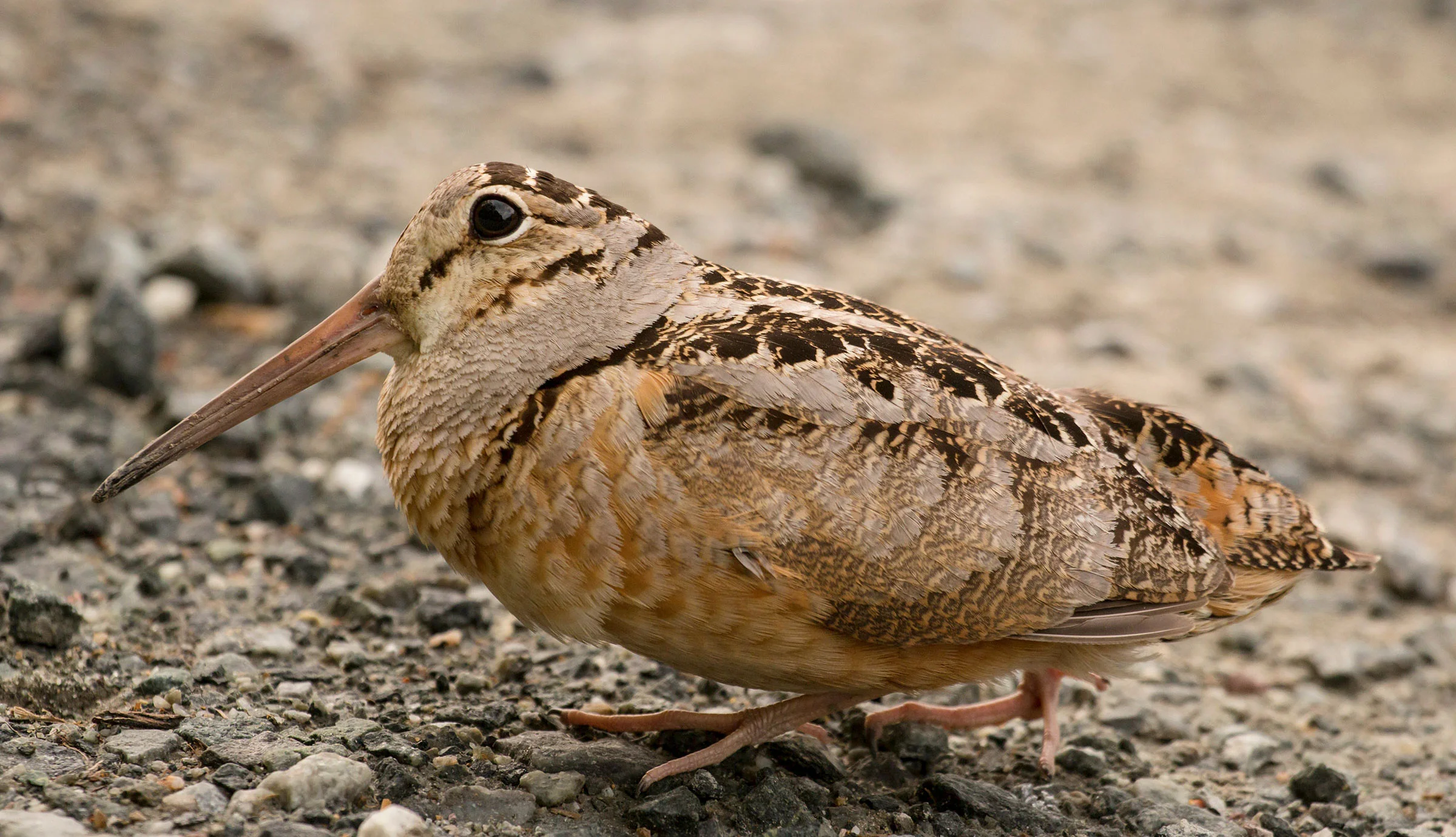 American Woodcock. Audubon Field Guide