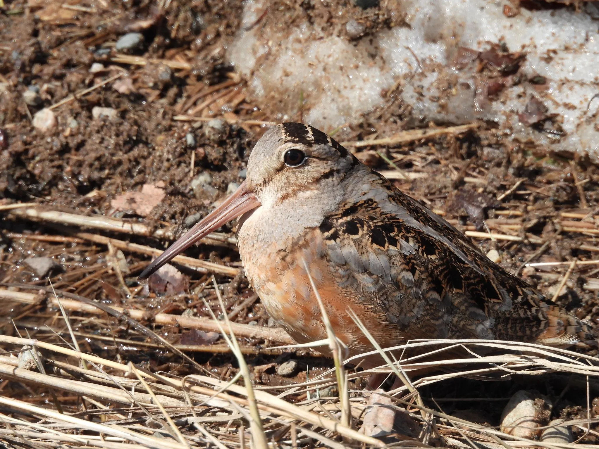 American Woodcock