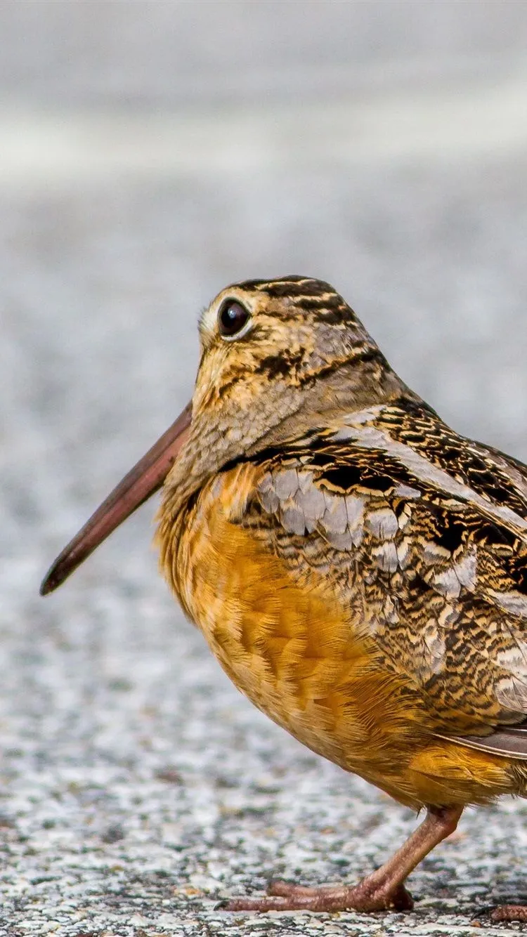 Bird, Woodcock, Beak, Ground 750x1334 IPhone 8 7 6 6S Wallpaper, Background, Picture, Image