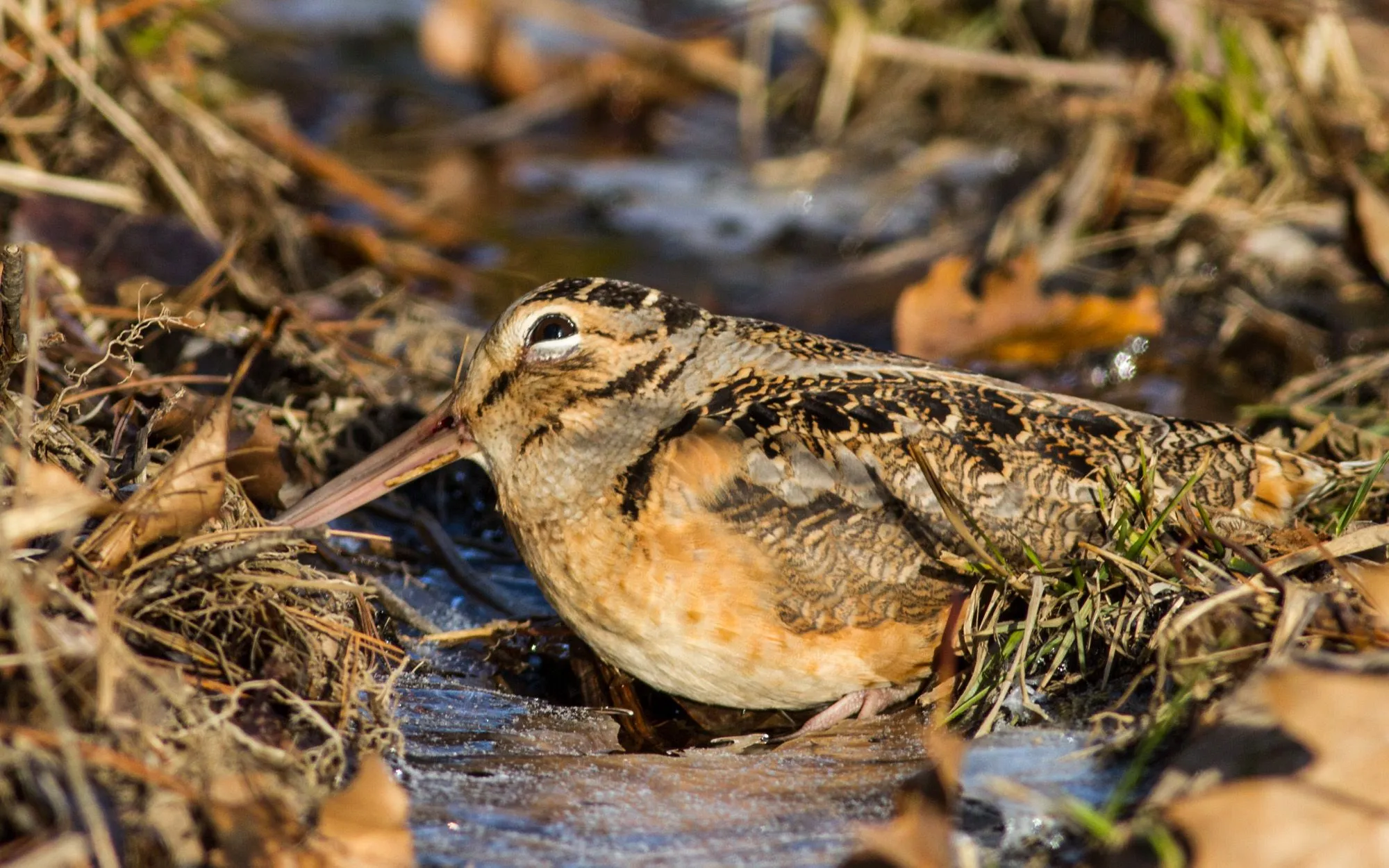 American Woodcock, Searsmont