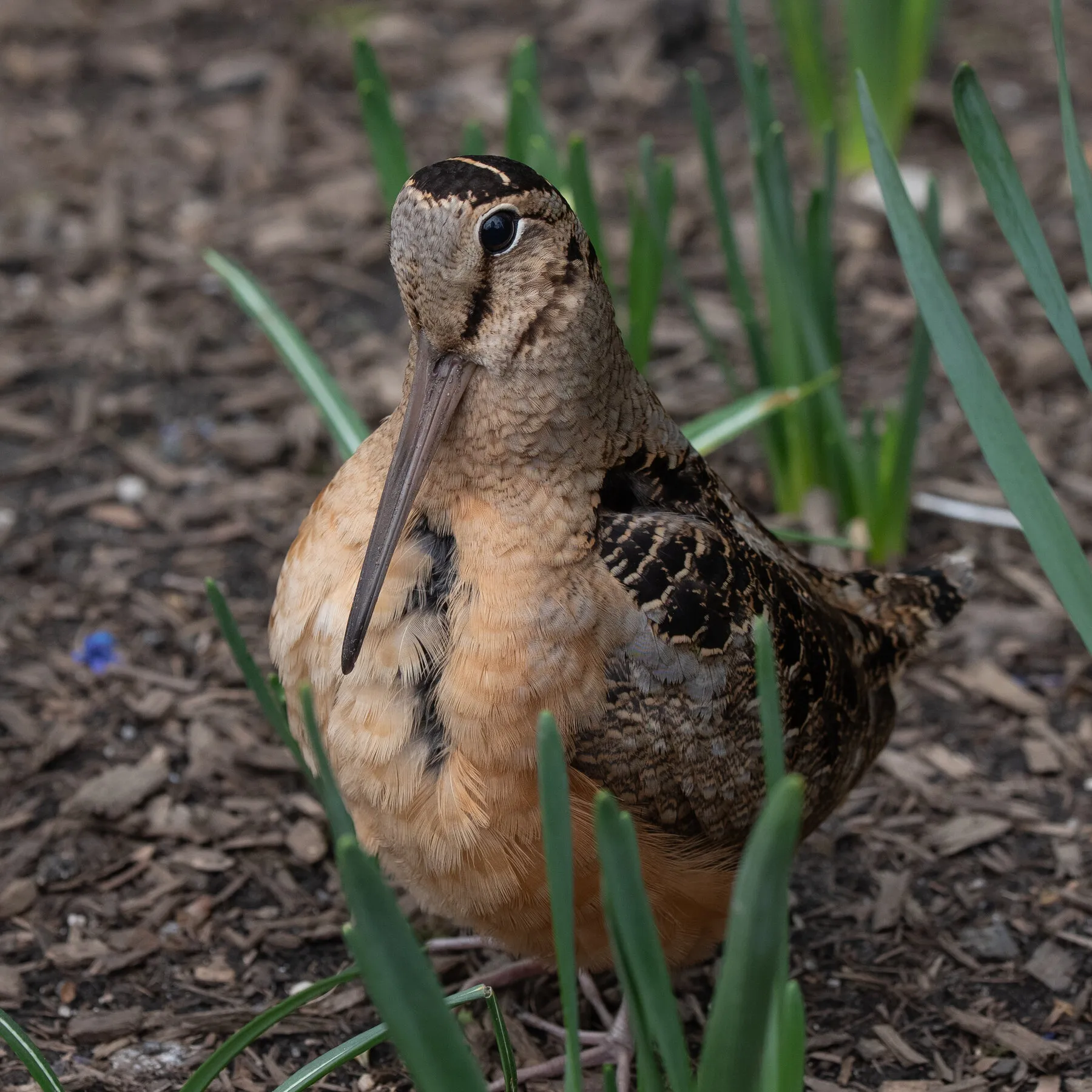 Shimmying American Woodcocks Cause a Birding Frenzy in N.Y.C