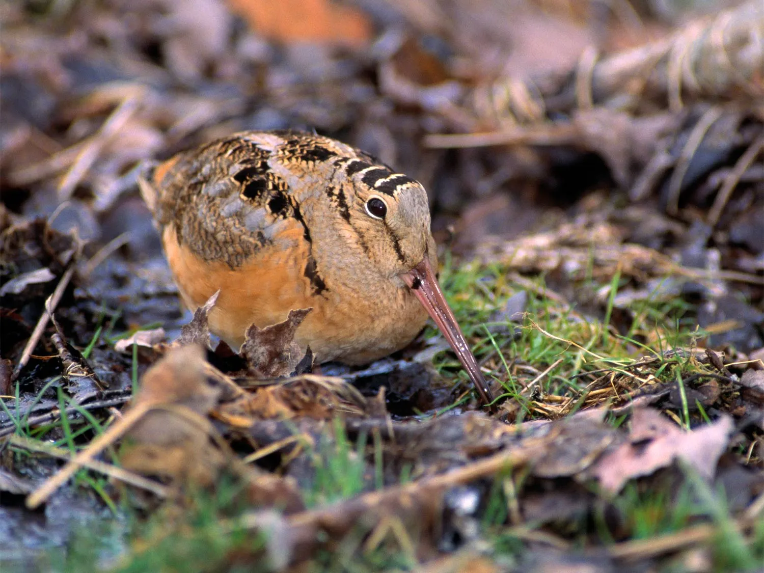Weekend activity: watch (and listen) for this bird's extraordinary sky dance
