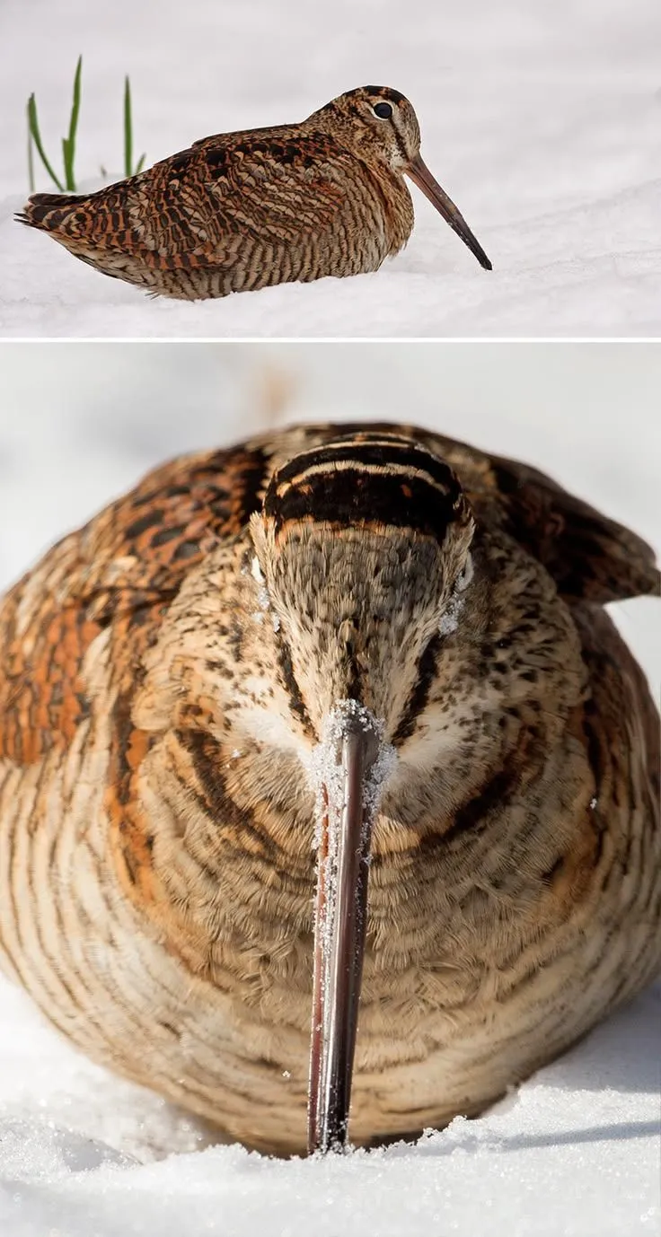 I Want To Make You Laugh With My Photographs Of Birds From The Front (36 Pics)