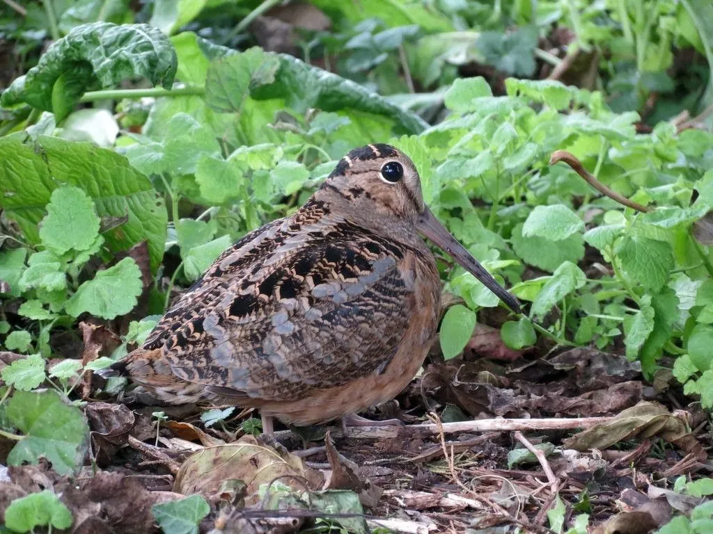 American Woodcock