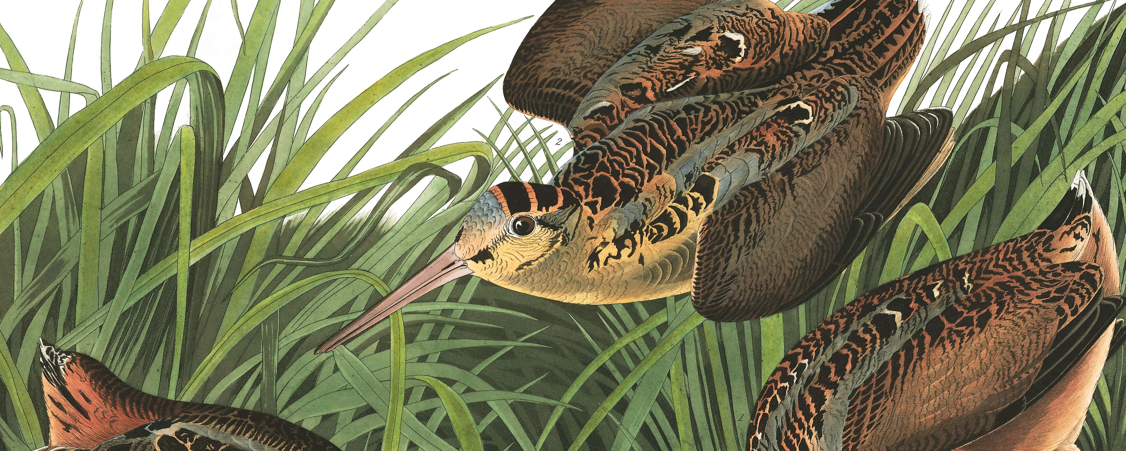 American Woodcock. John James Audubon's Birds of America