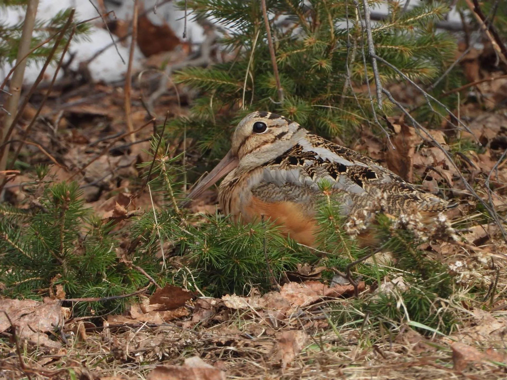 Birds Canada. American Woodcock Singing Ground Survey