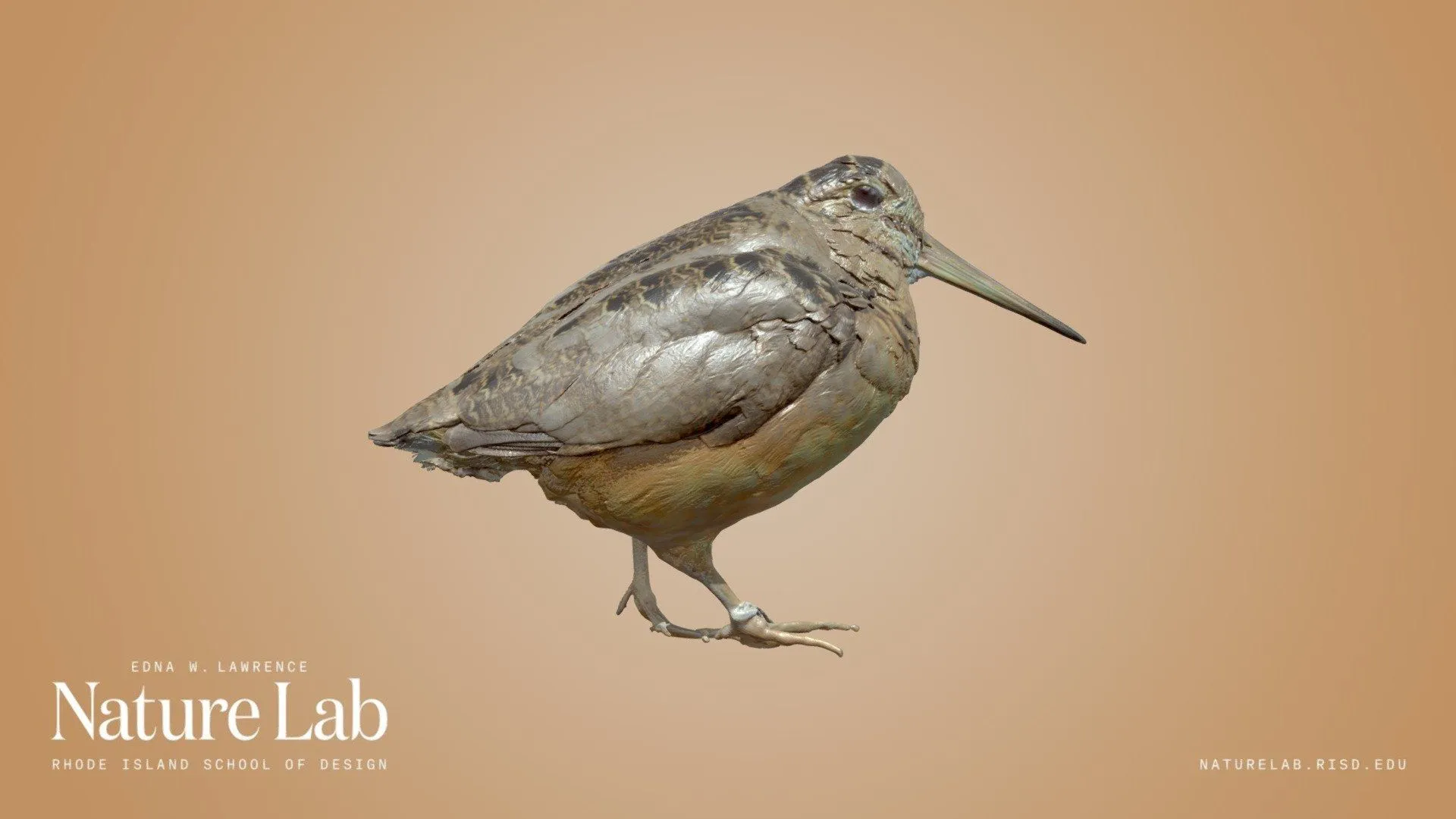 American Woodcock Free 3D model by RISD Nature Lab [aa5995b]
