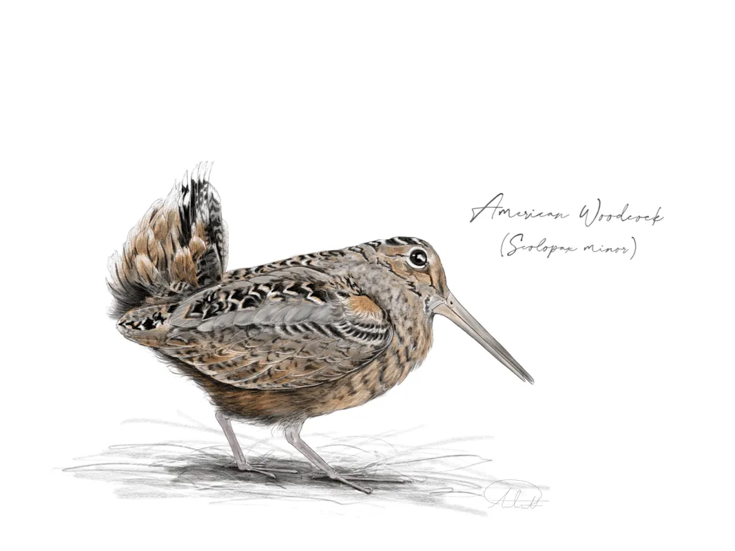American Woodcock by Amelia Pruiett