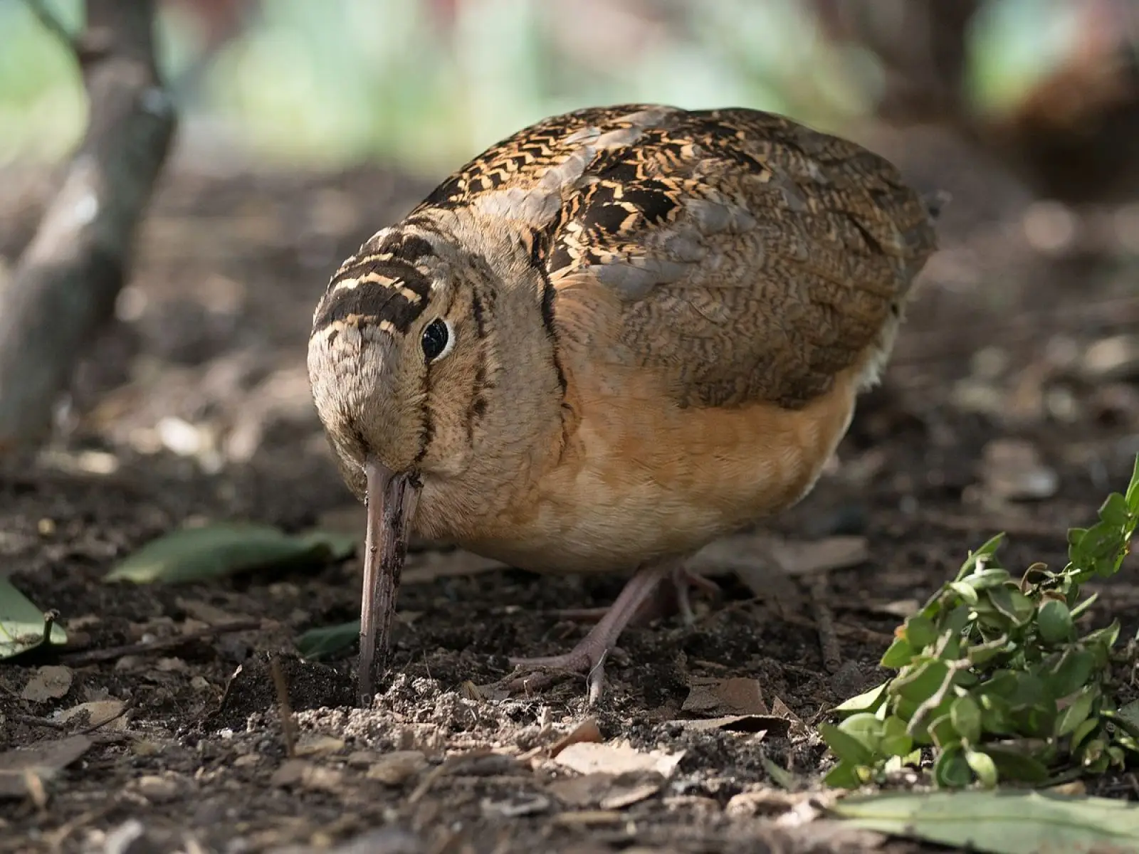 American Woodcock, Diet, Habitat & Picture on Animalia.bio