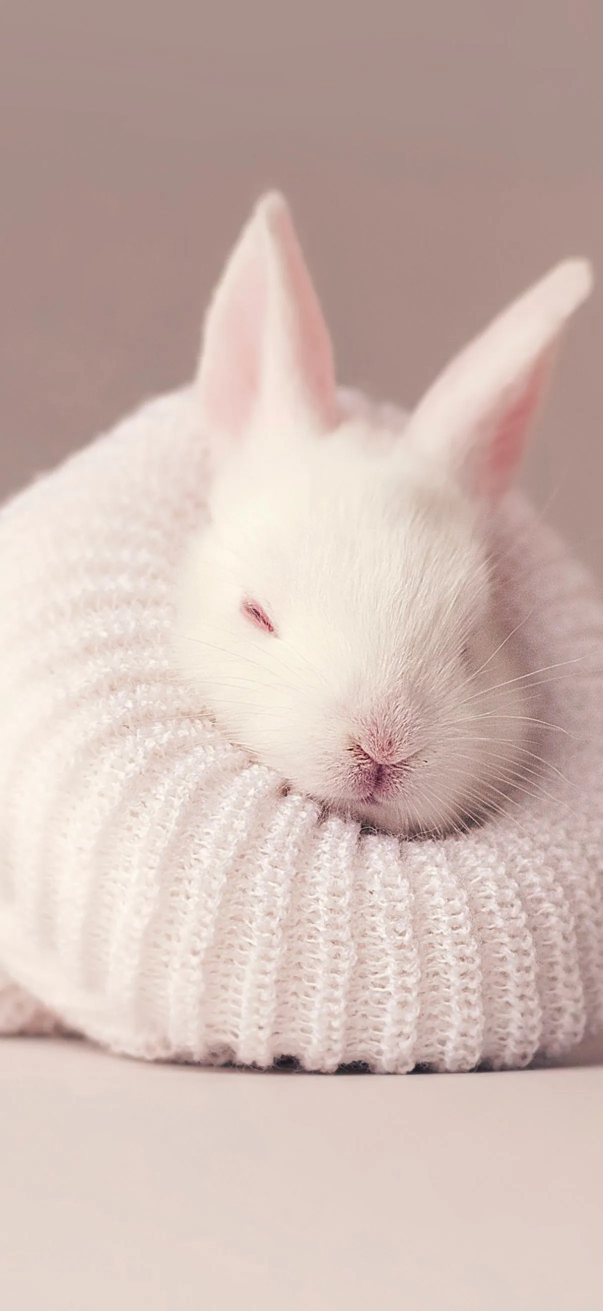 White rabbit Wallpaper 4K, Newborn, Baby bunny, Sock