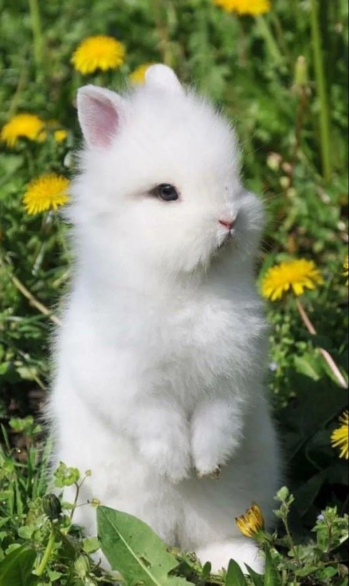 Bunnies And Rabbits!