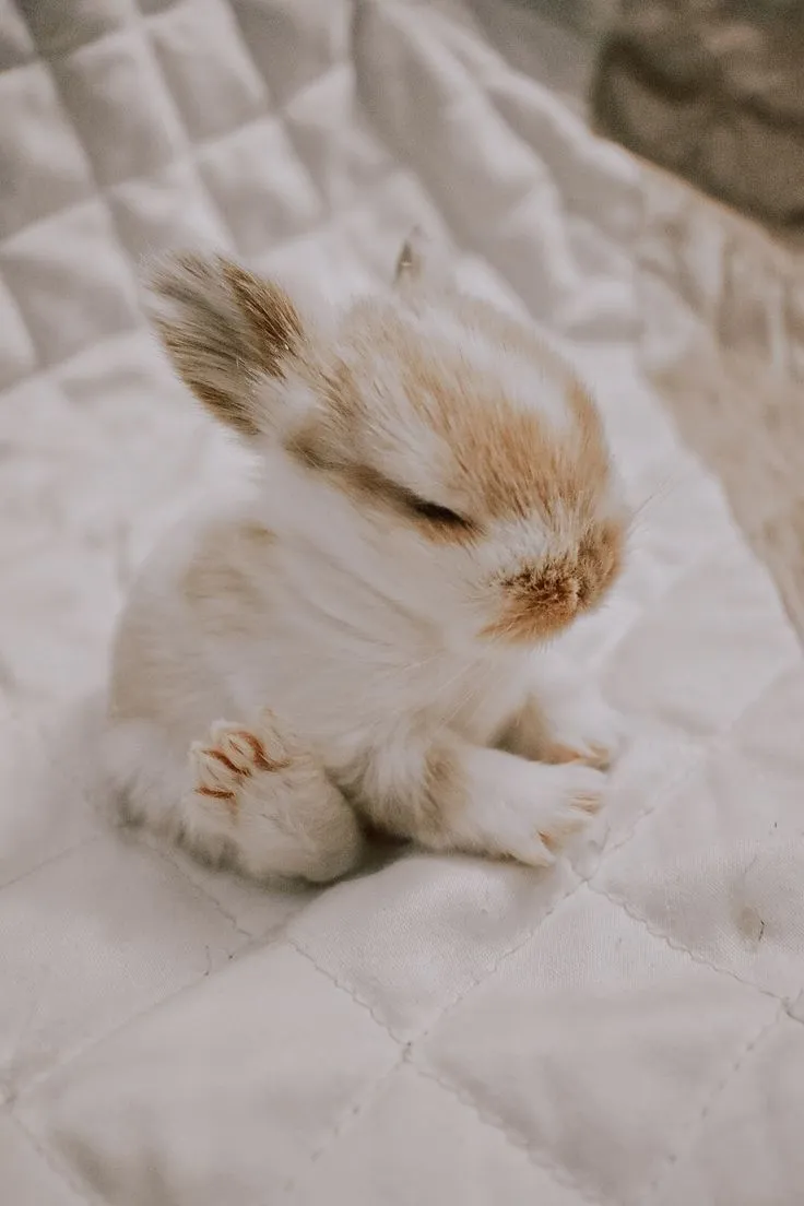 Cute Bunny Picture for Easter & Spring. Baby bunny photography, Cute fluffy bunny photo, Bunny cutest aesthetic