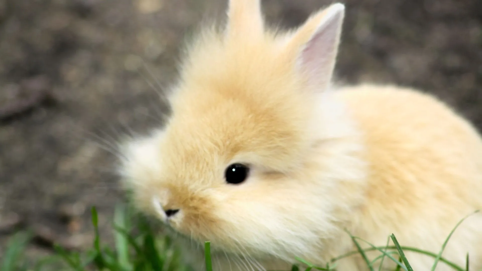 Cute Fluffy Bunny Animal Photo Wallpaper