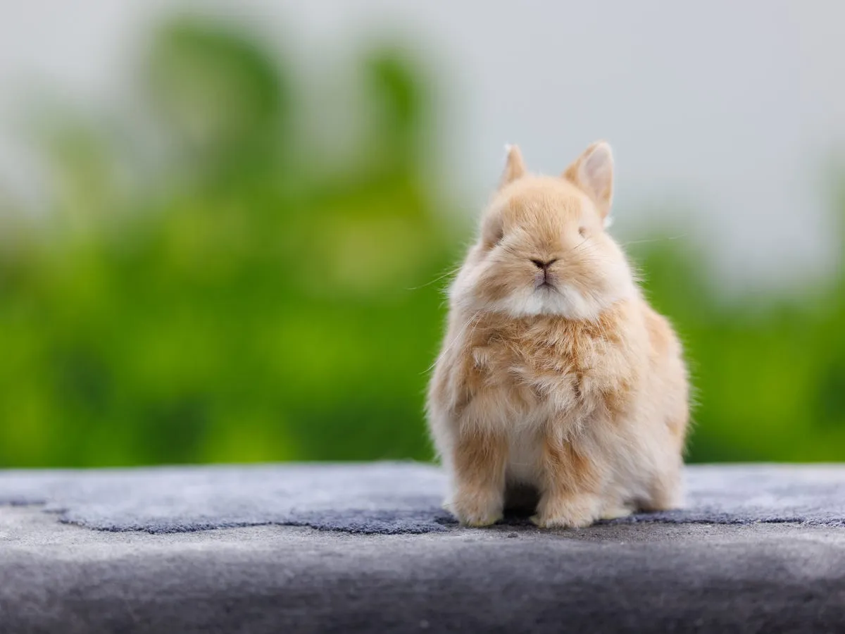 Cutest Bunny Breeds That Make Perfect Pets