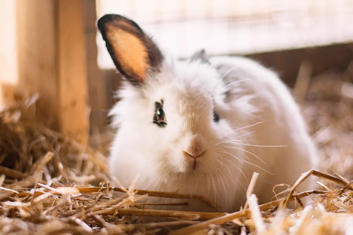 The Bunnies Are Back {Extreme Cuteness Warning}