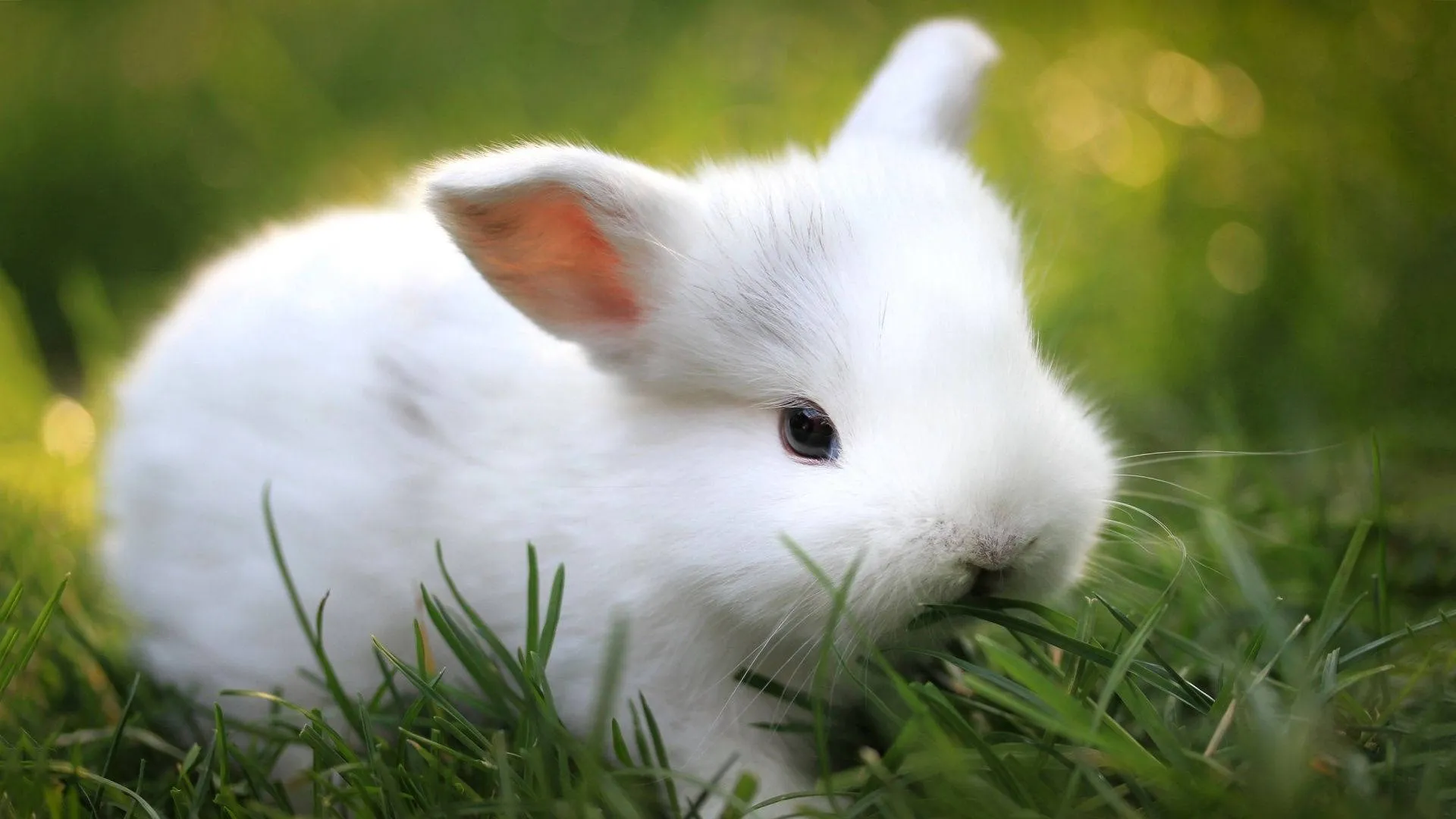 Download White Baby Animal Bunny Wallpaper