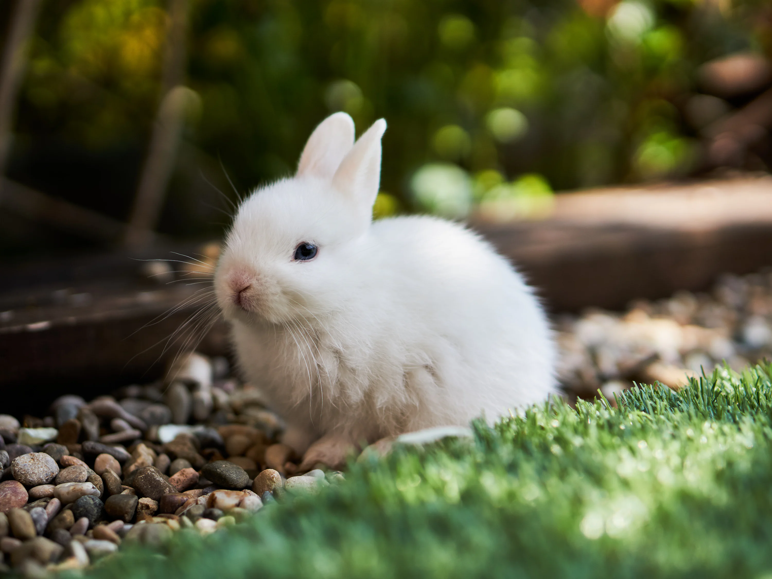 Baby Rabbit Picture. Download Free Image
