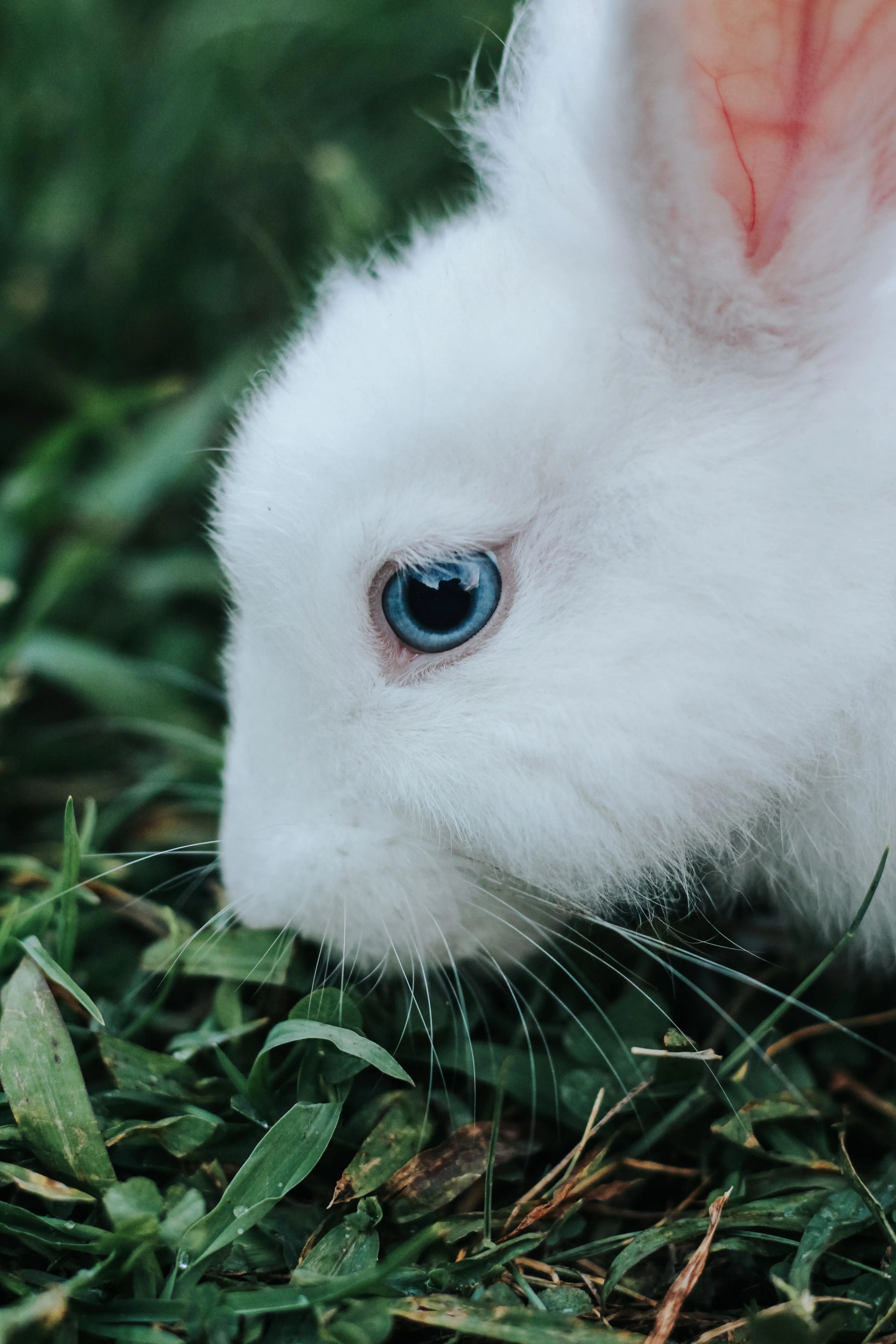 Cute Fluffy Bunny · Free