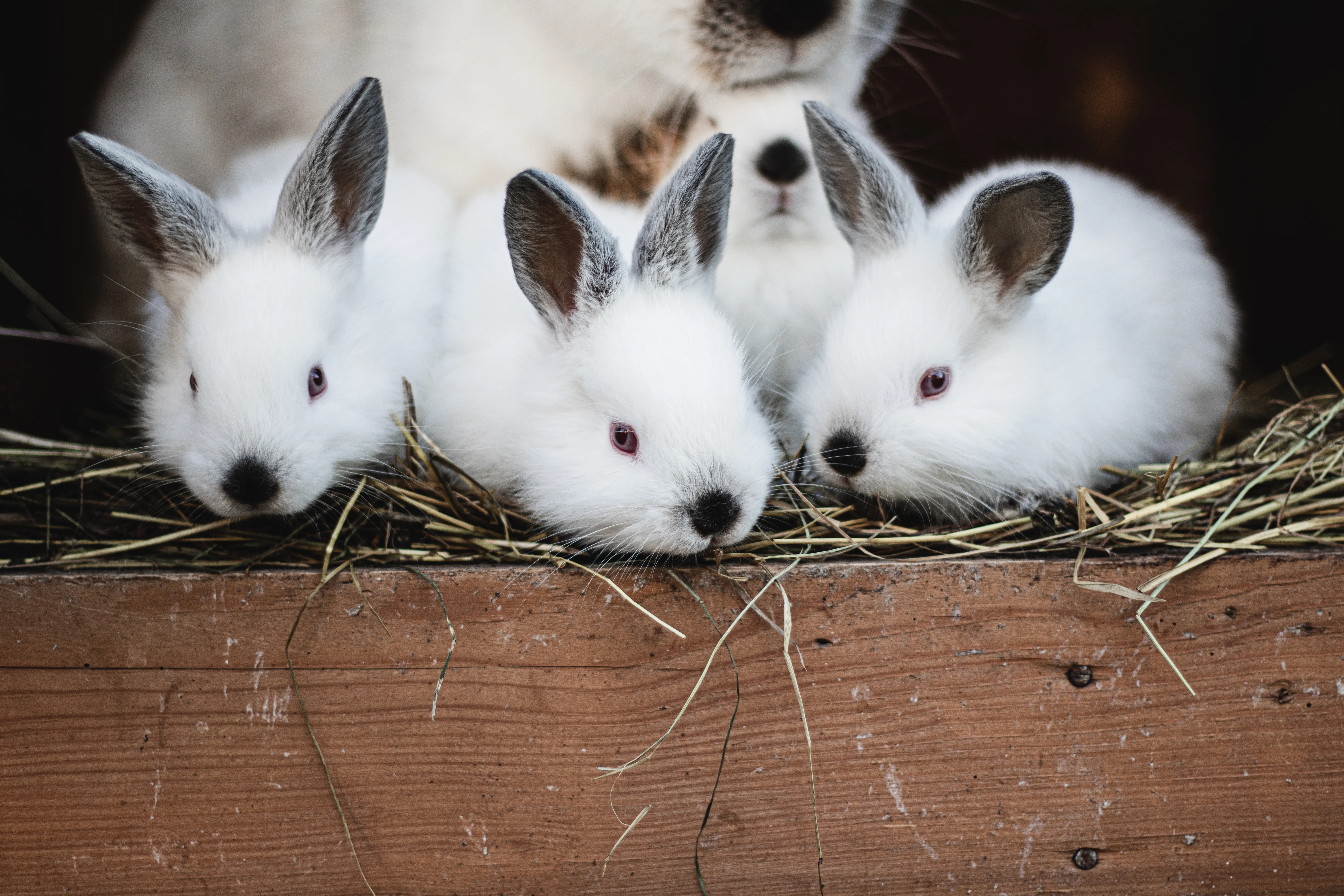 Close Up of Cute Bunnies · Free
