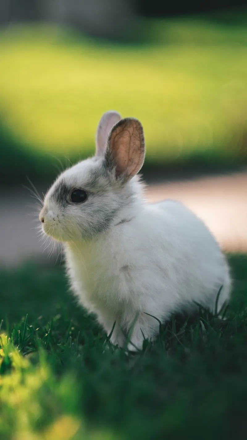 Cute Baby Animals Rabbit, cute baby animals, HD phone wallpaper