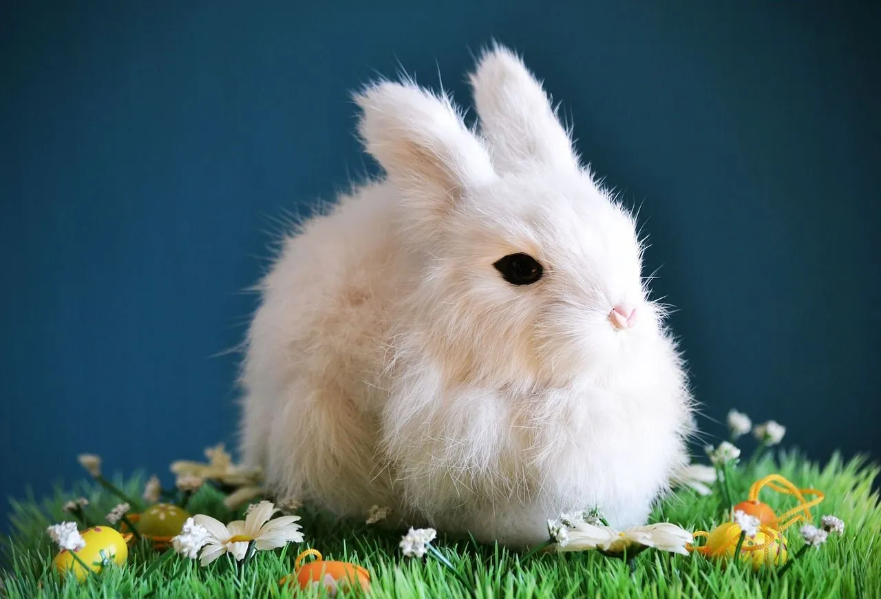 Download free photo of Cute, rabbit, small, easter, spring