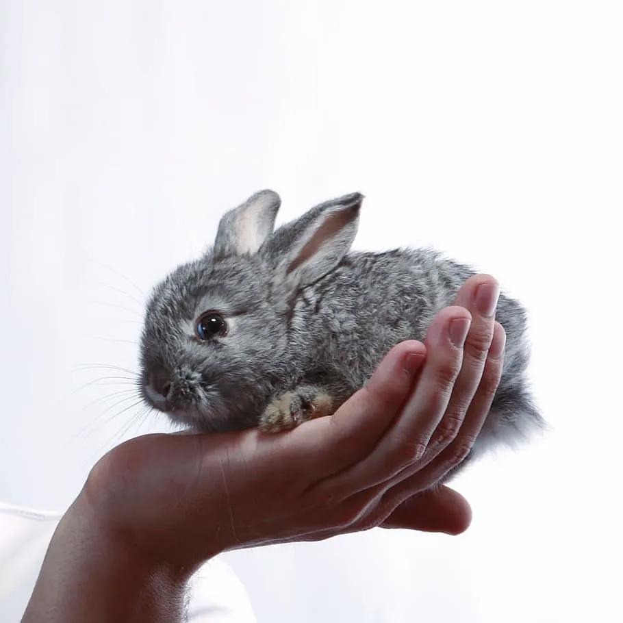 HD wallpaper: animal, baby, bunny, cute, domestic, fluffy, fur, furry, hand
