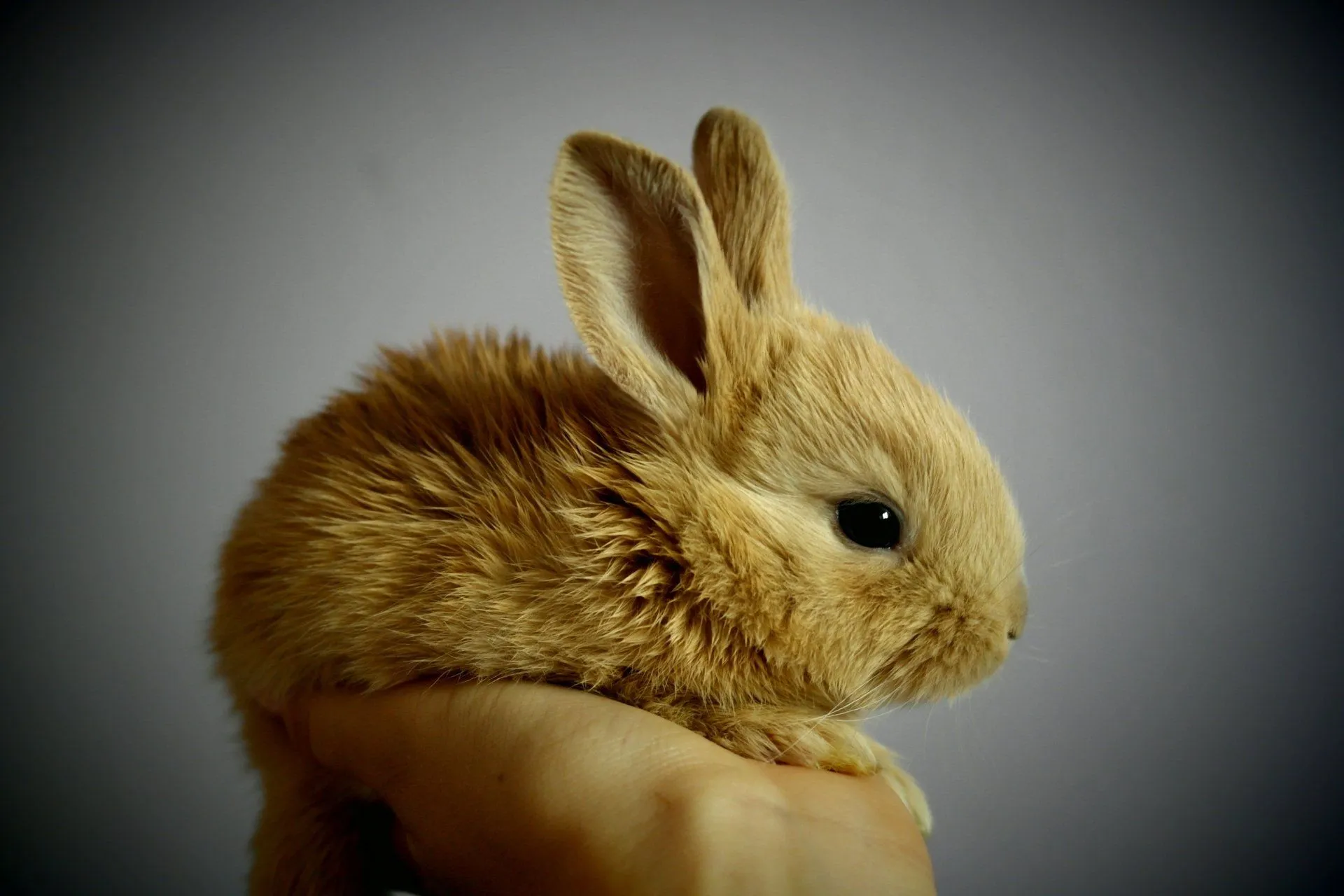 Adorable Baby Bunny 4K Ultra HD Wallpaperx3648