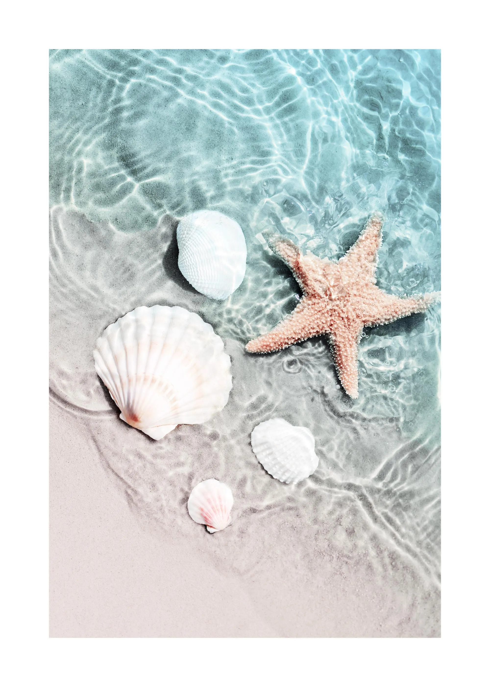Starfish and Seashell Poster 20 x 28 in