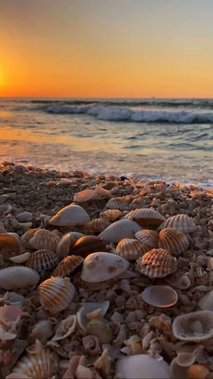 Not my original photo** sandy beach, seashells, beach, west coast, beach vibes, sunset, california