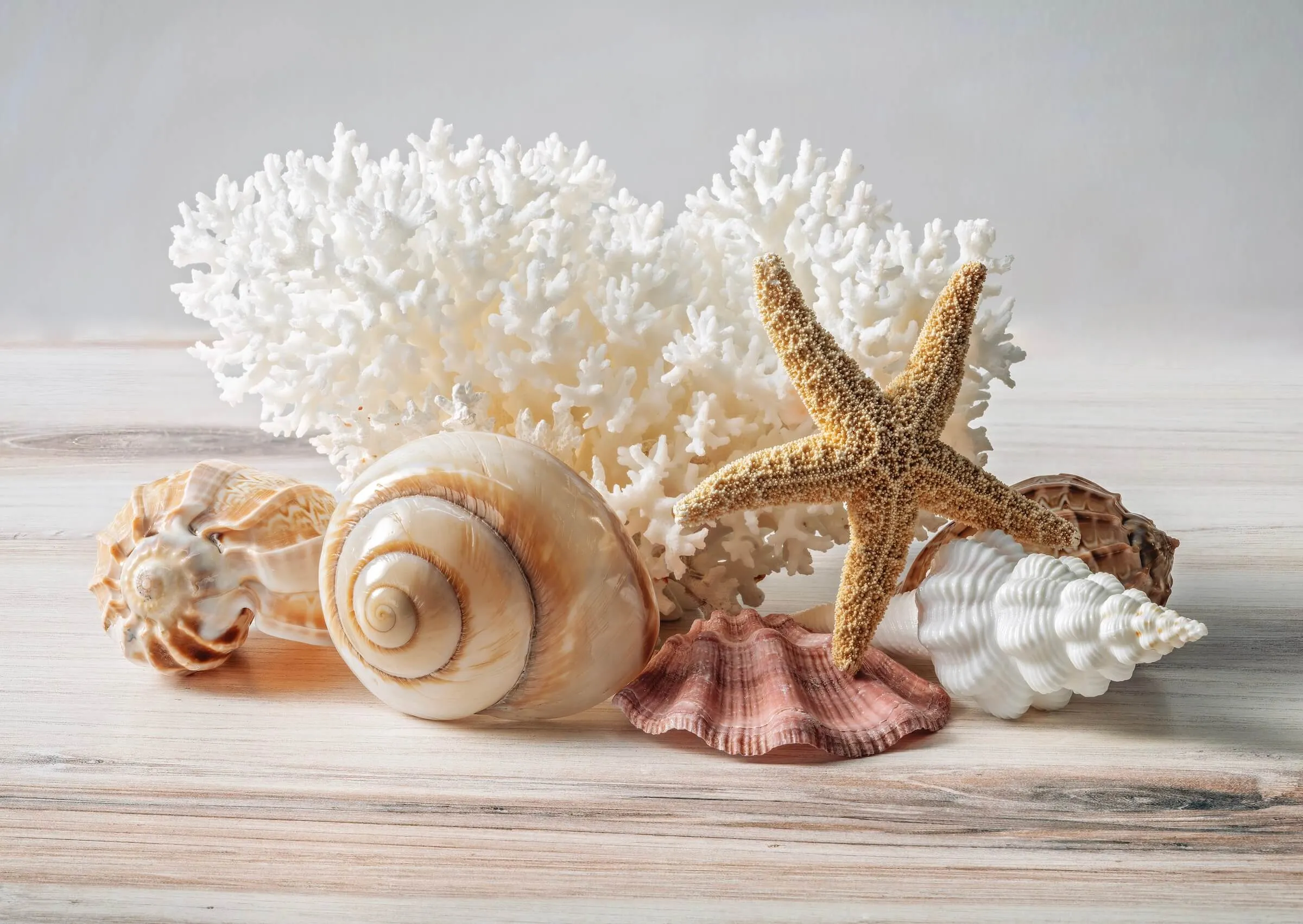 Moon Snail Shell & Coral Glass Print