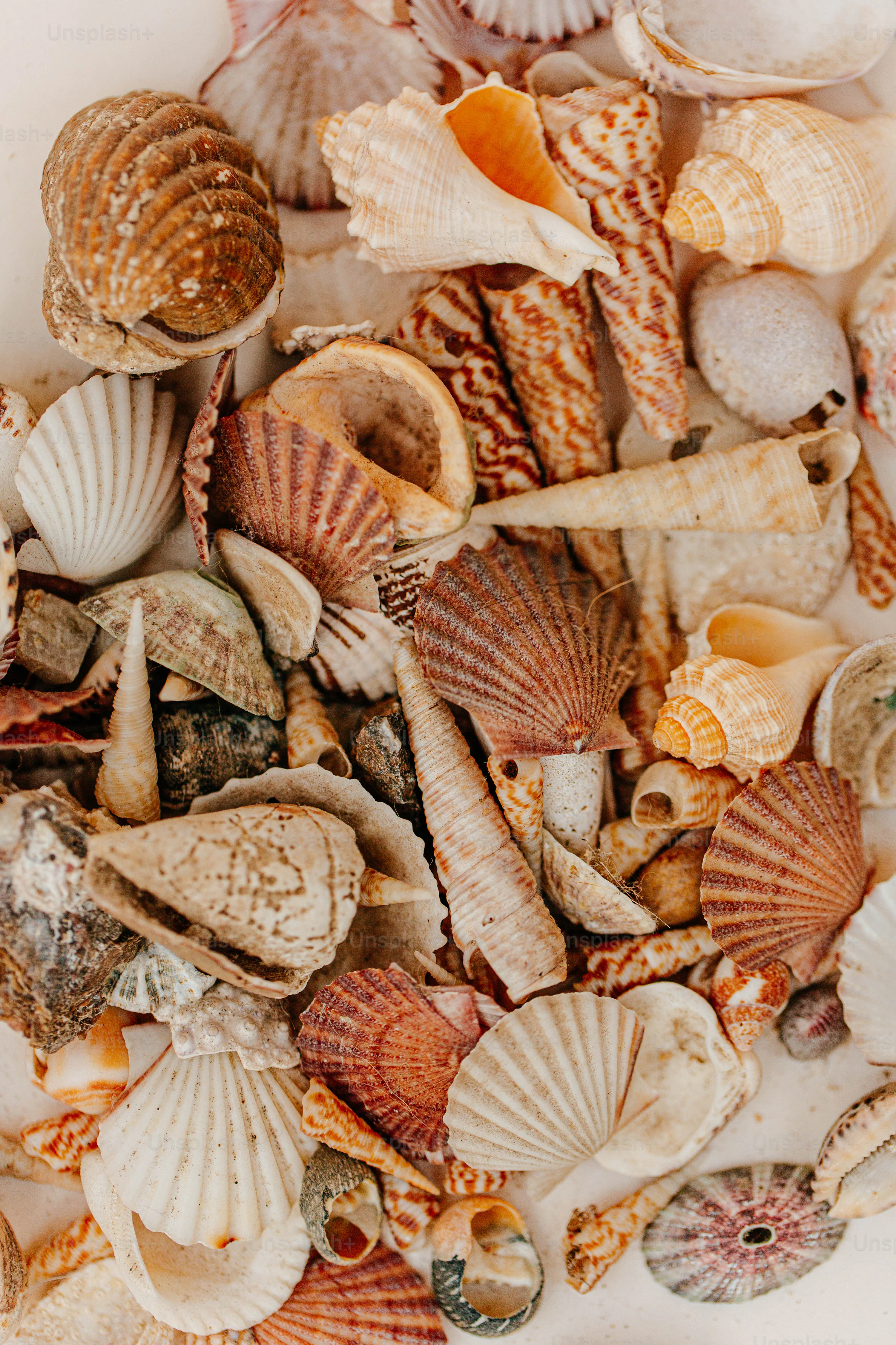 Shells On Beach Picture. Download Free Image