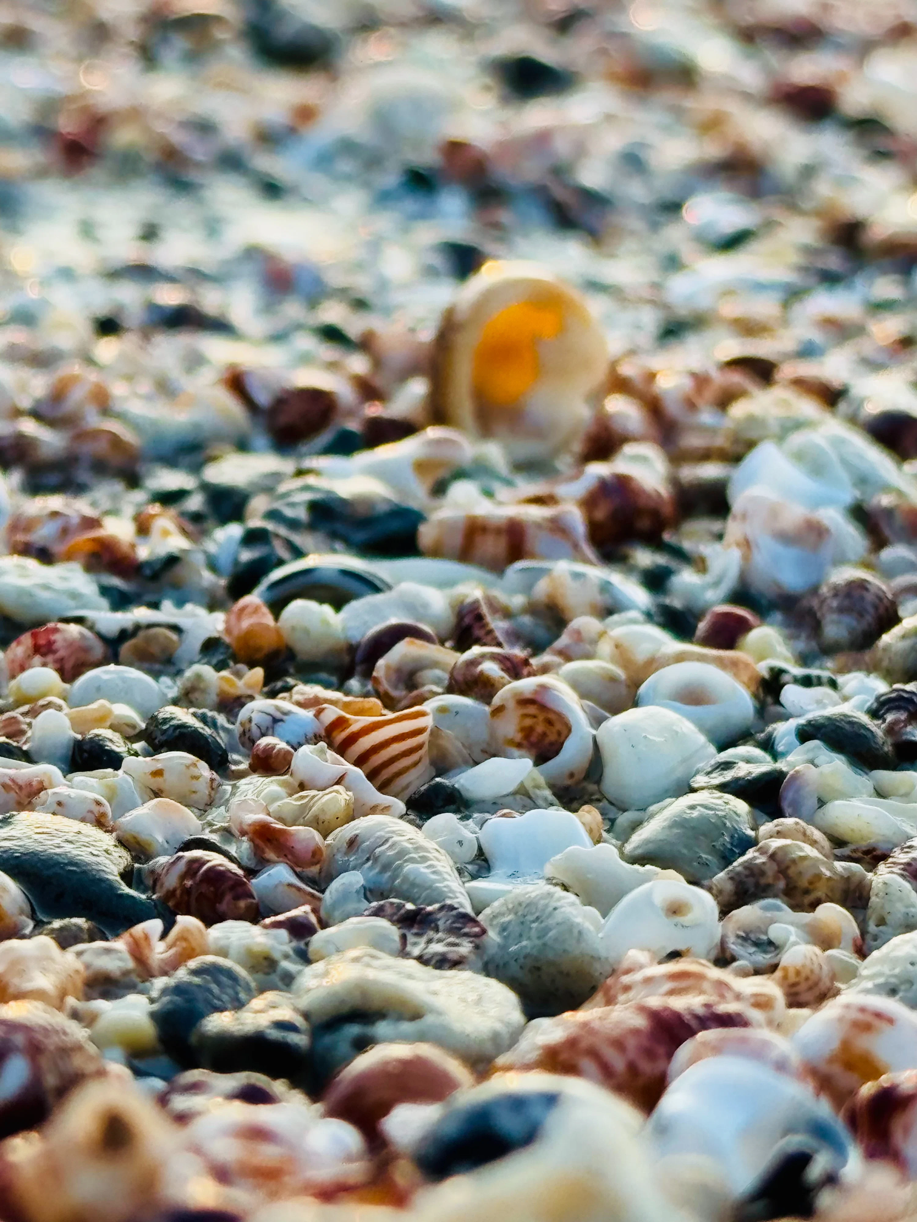 Close Up Of Seashells And Pebbles On A Sandy Beach