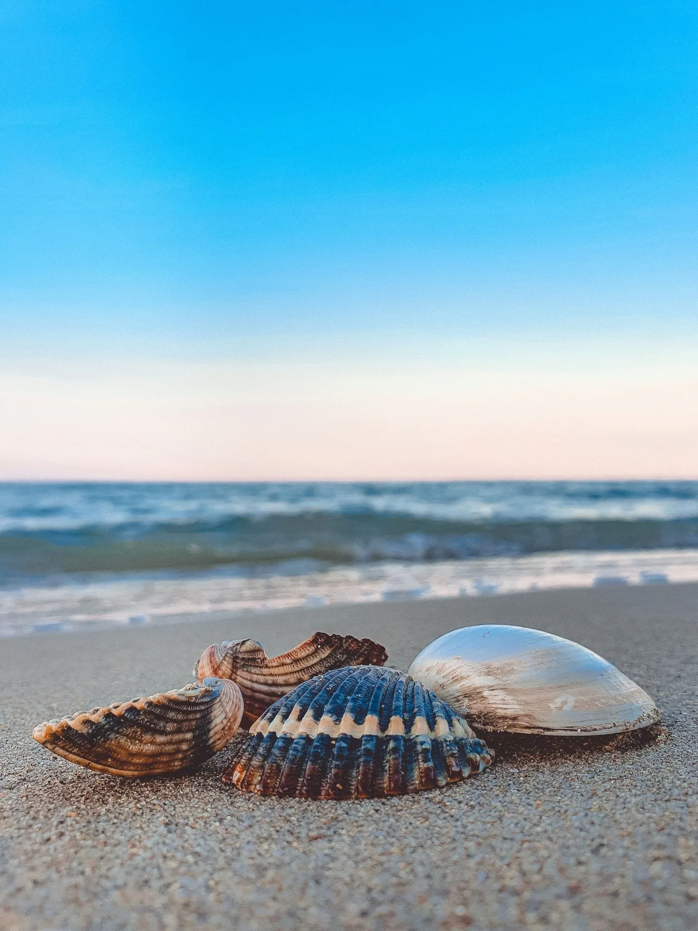 Seashells on the beach