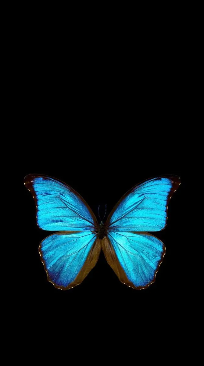 Beautiful butterfly